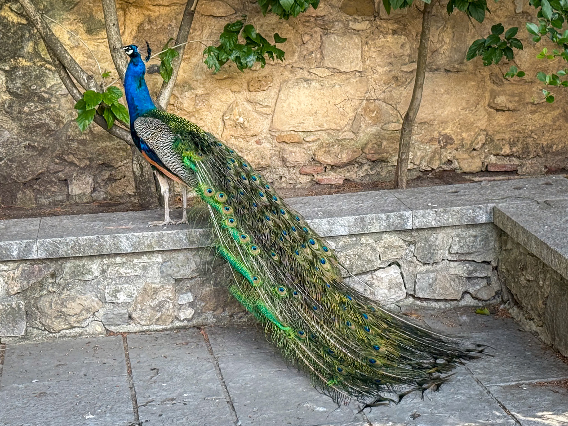 Castelo de São Jorge Peacock