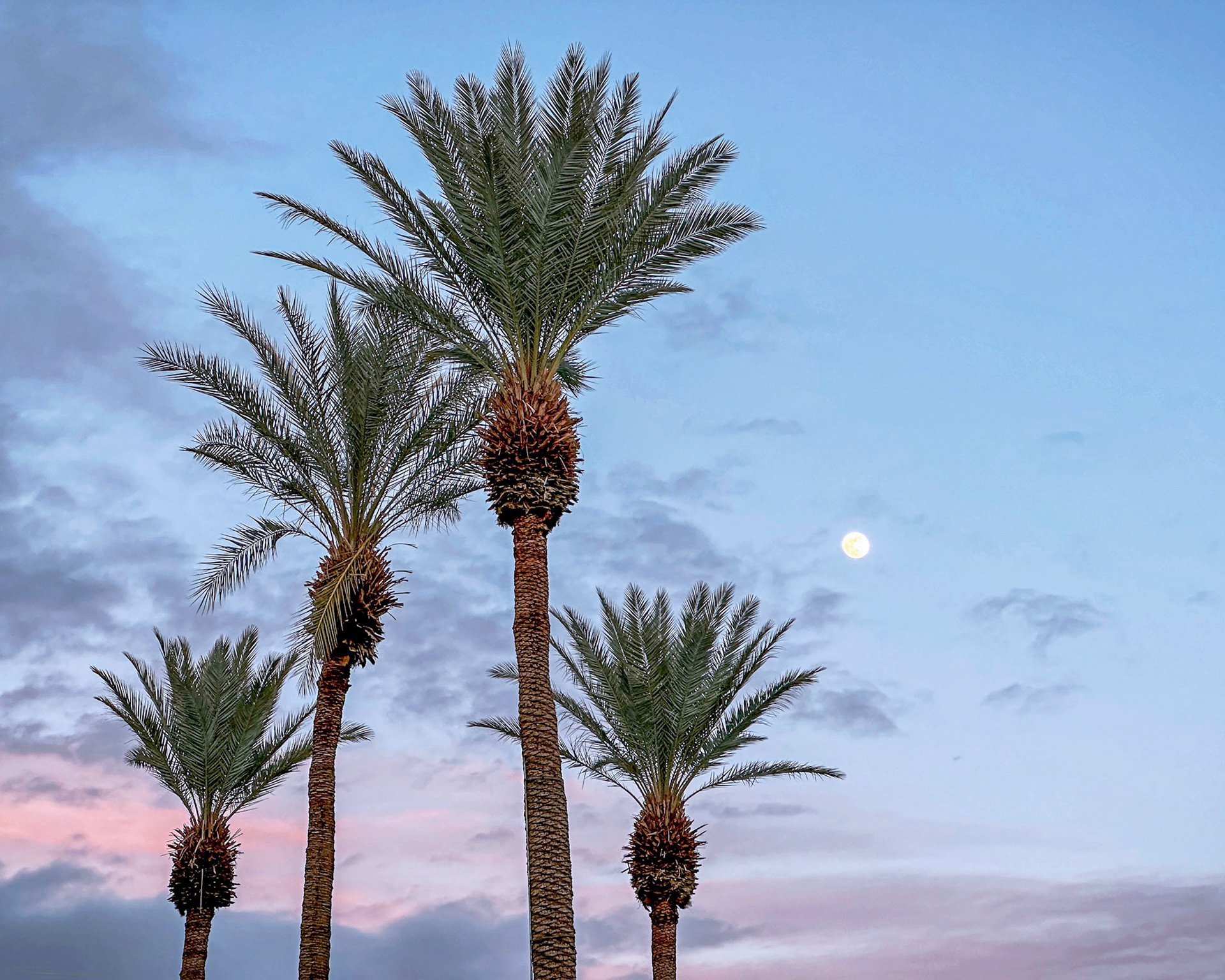 Full Moon Sunset (pink)