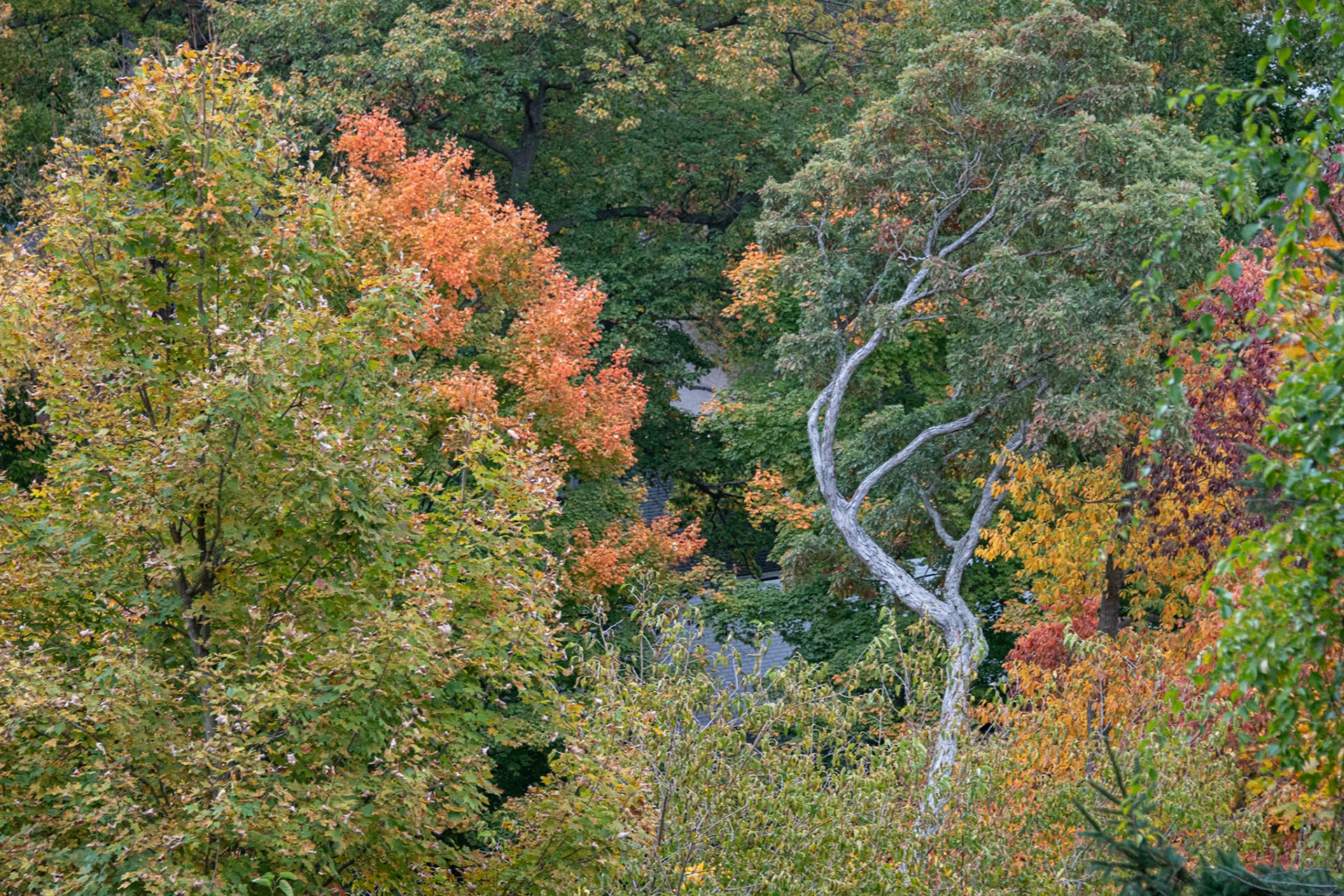 Saugatuck, Michigan #1499