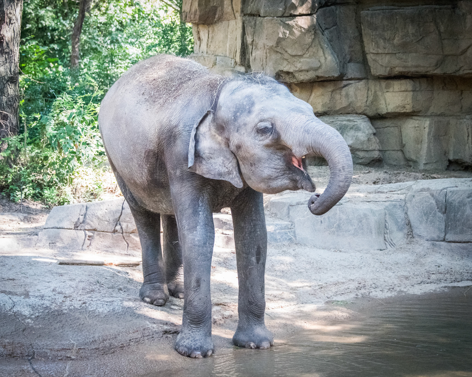 St Louis Zoo Elephant
