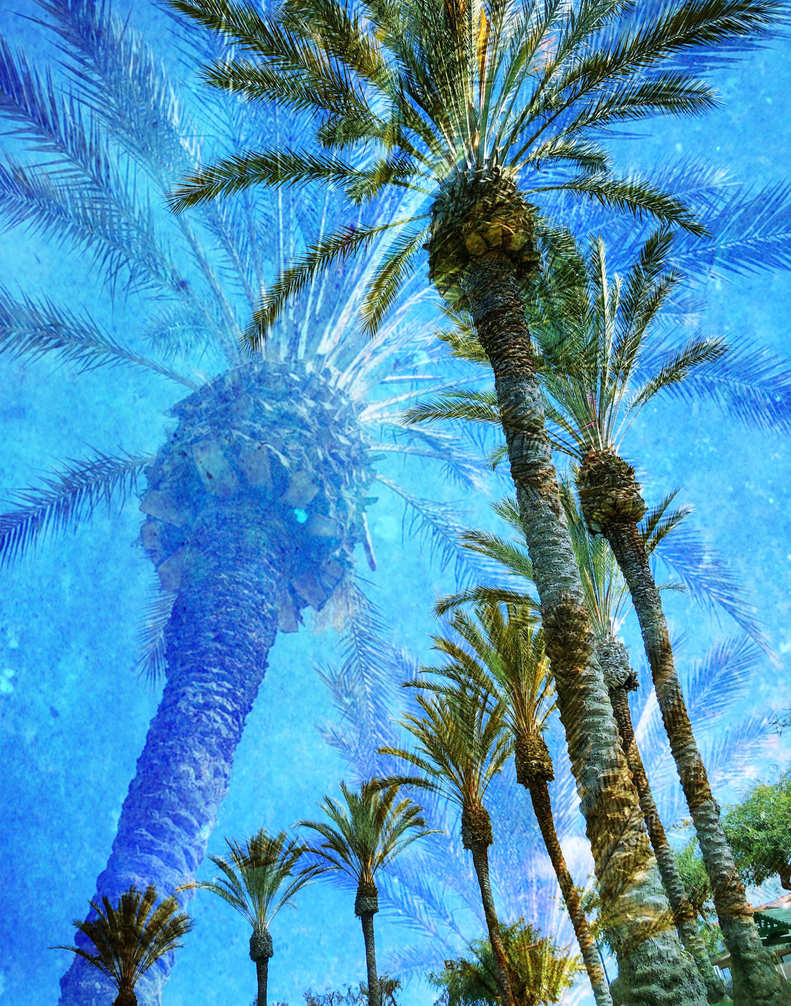 Palm Trees (Digital Art)