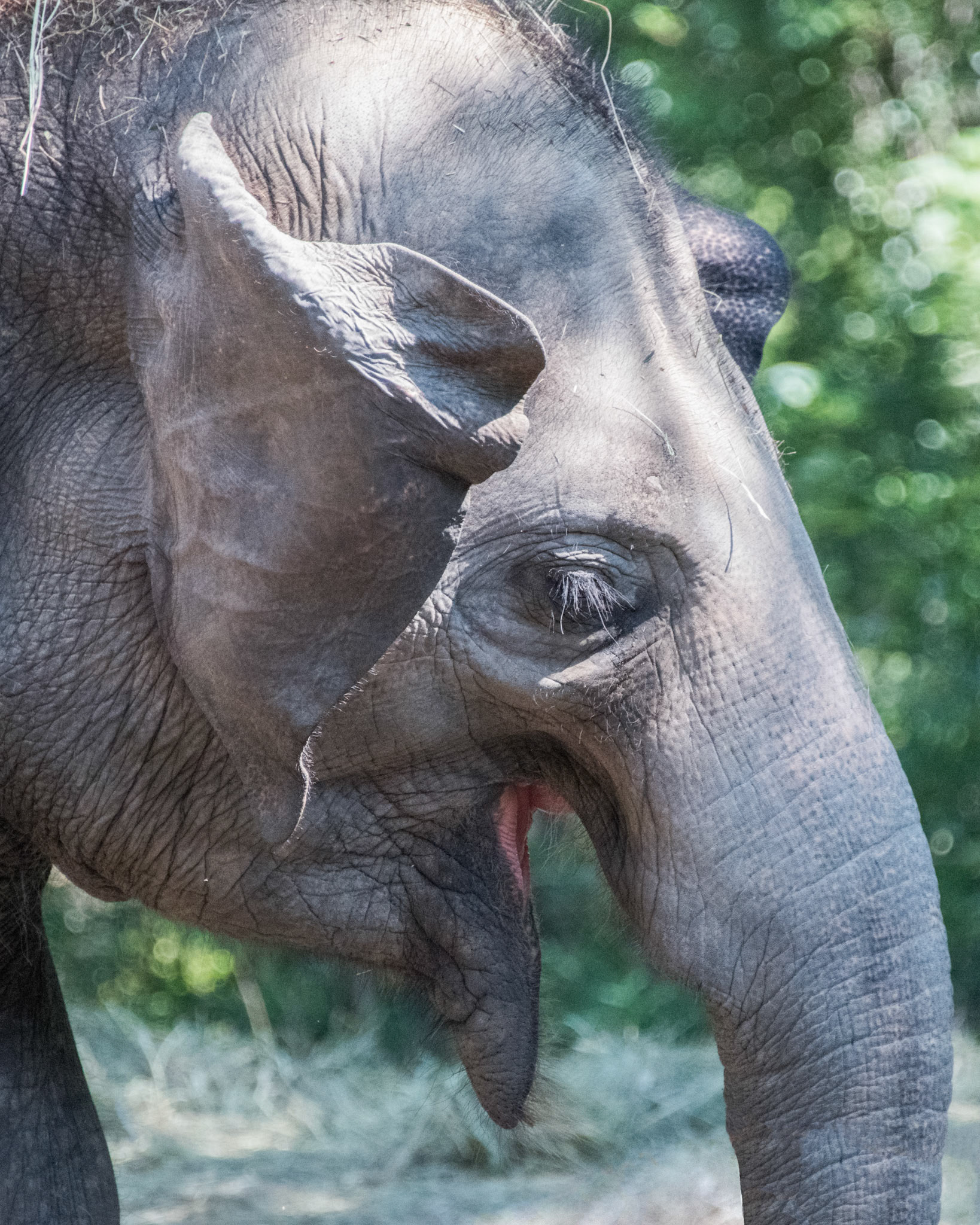St Louis Zoo Elephant