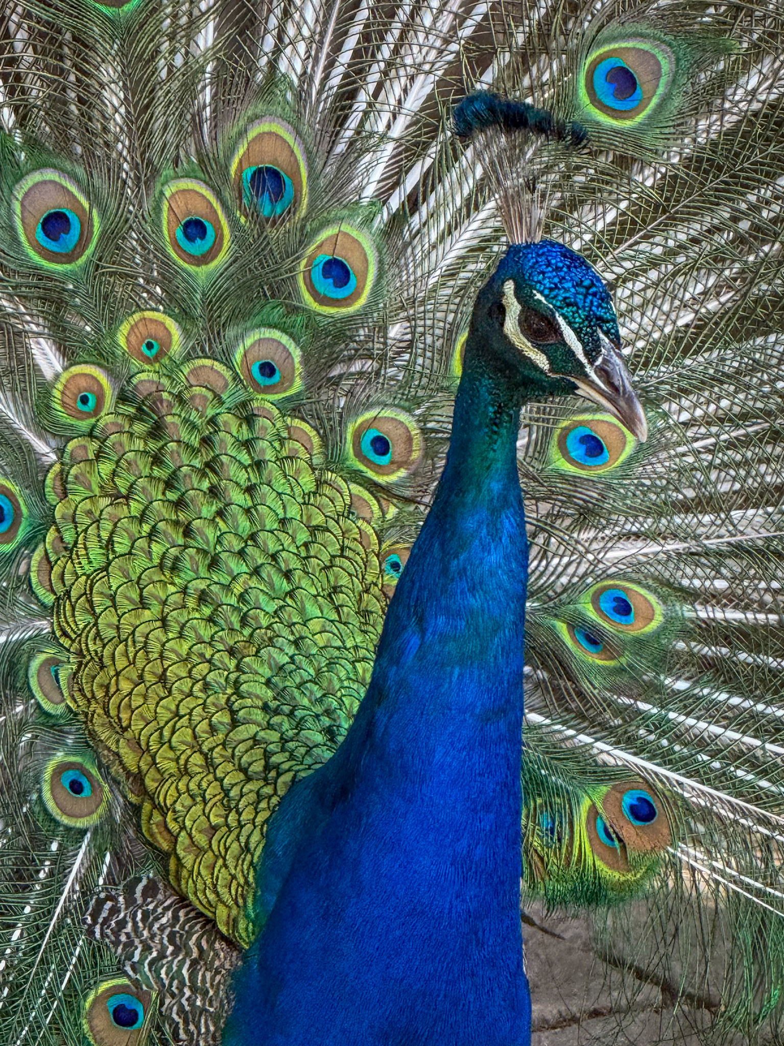 Castelo de São Jorge Peacock