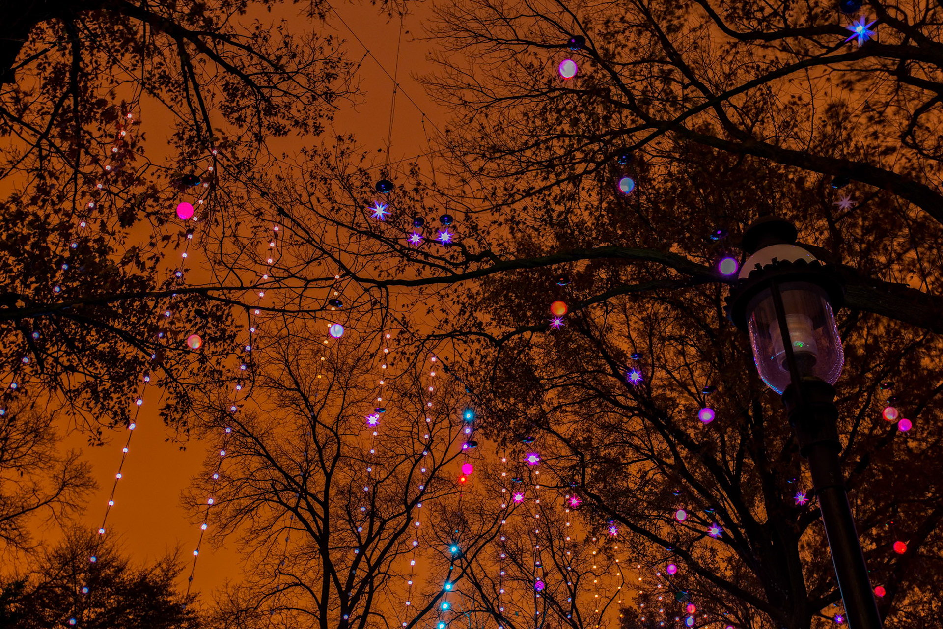 Garden Glow at MOBOT