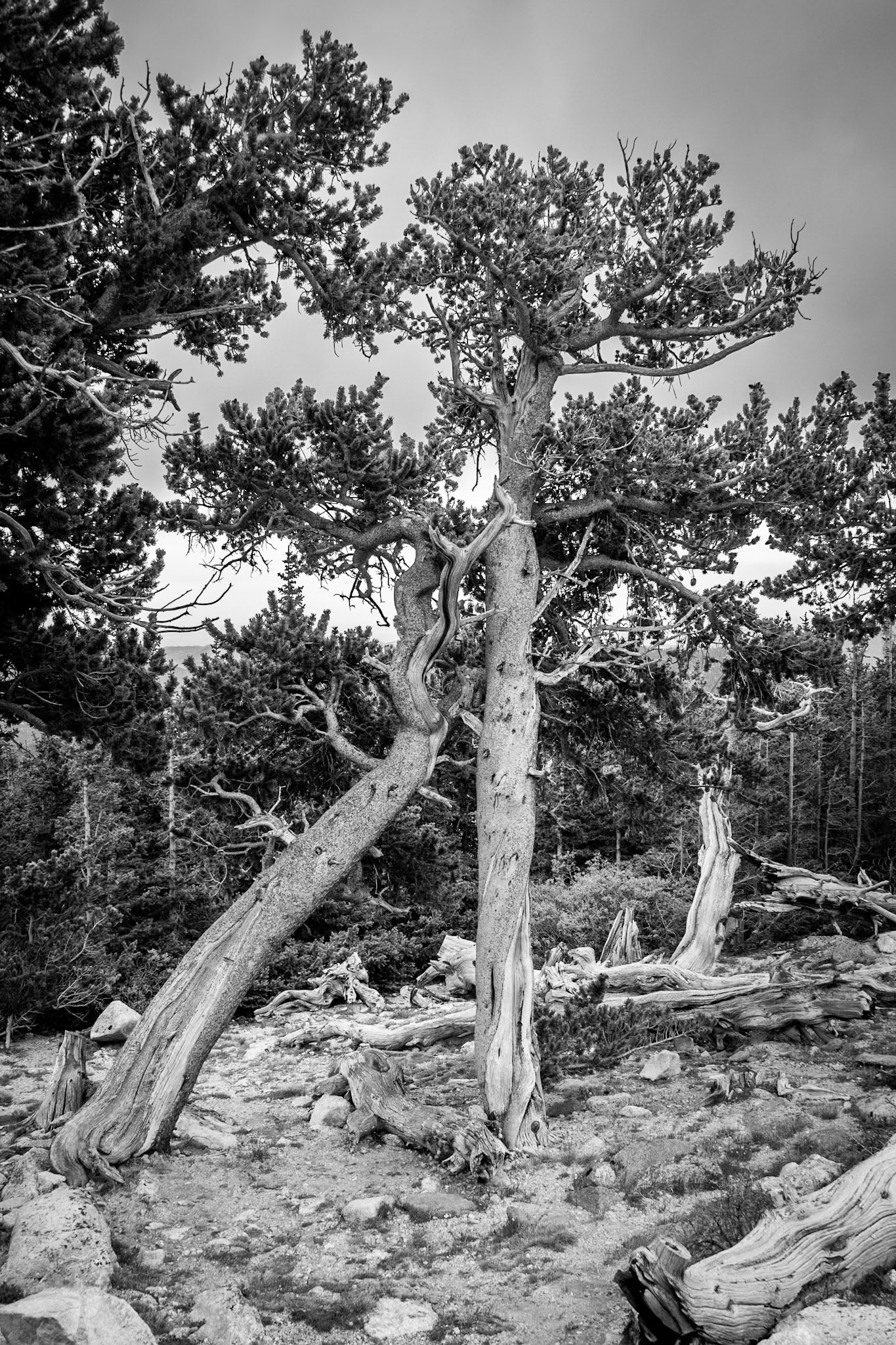 Mount Evans
