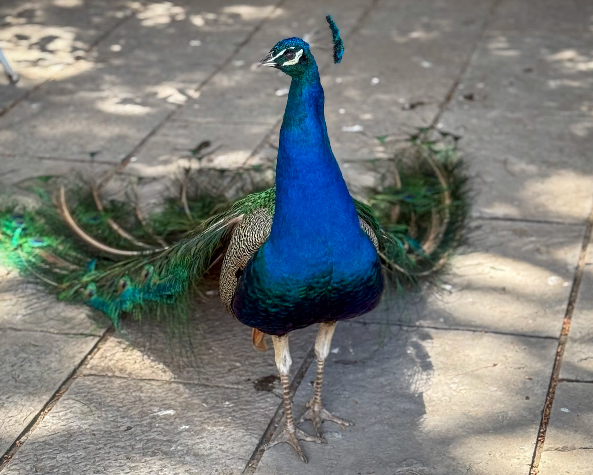 Castelo de São Jorge Peacock