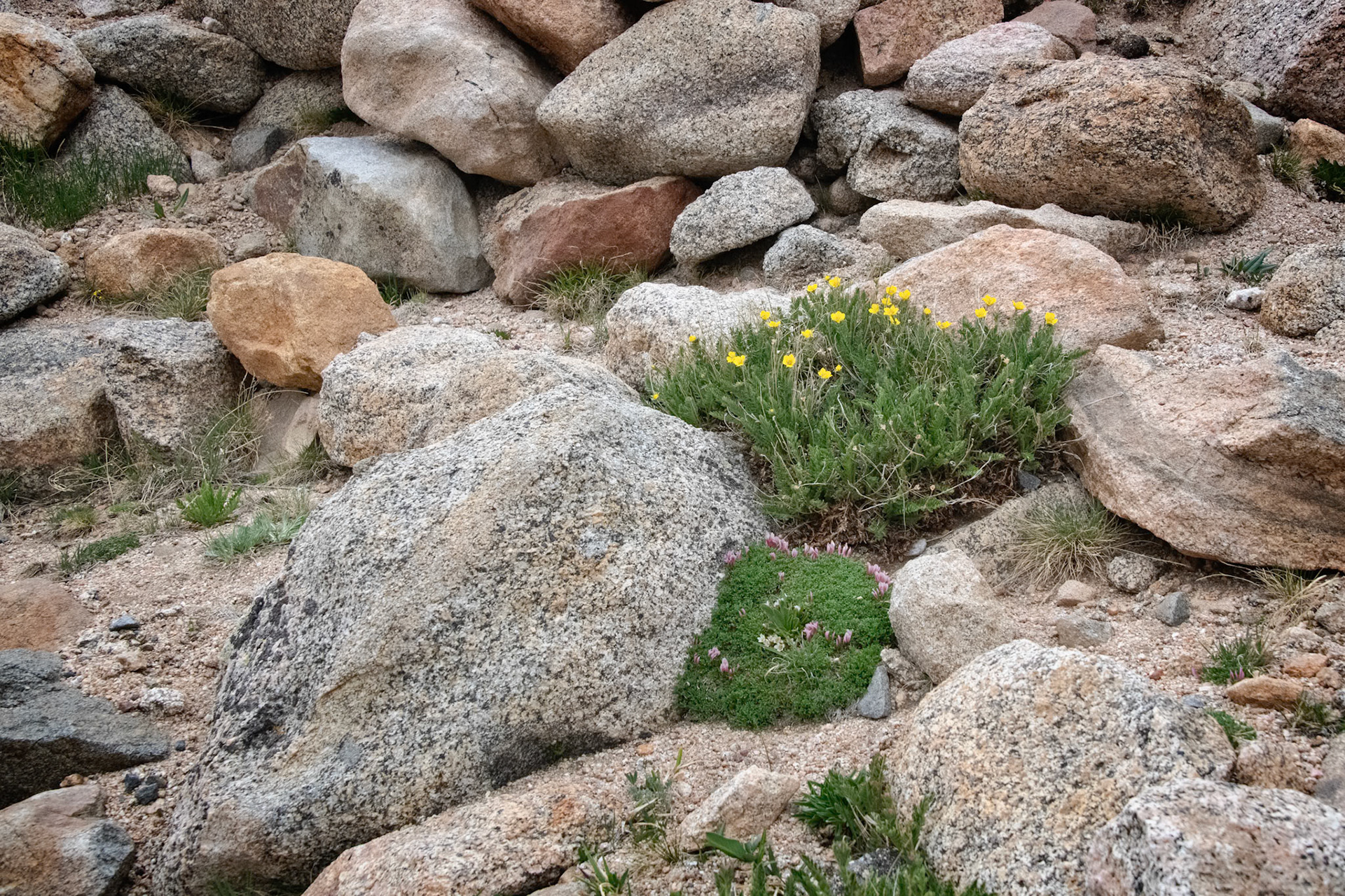 Mount Evans