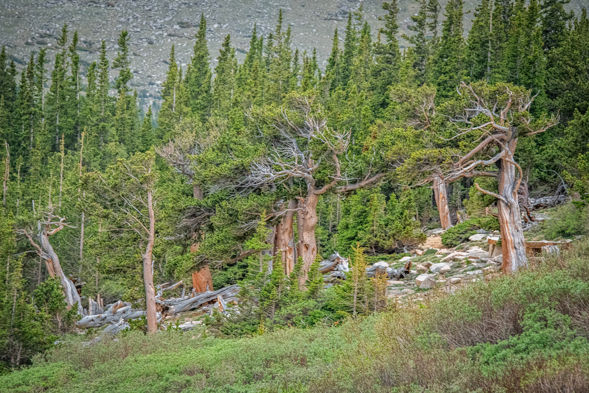 Mount Evans