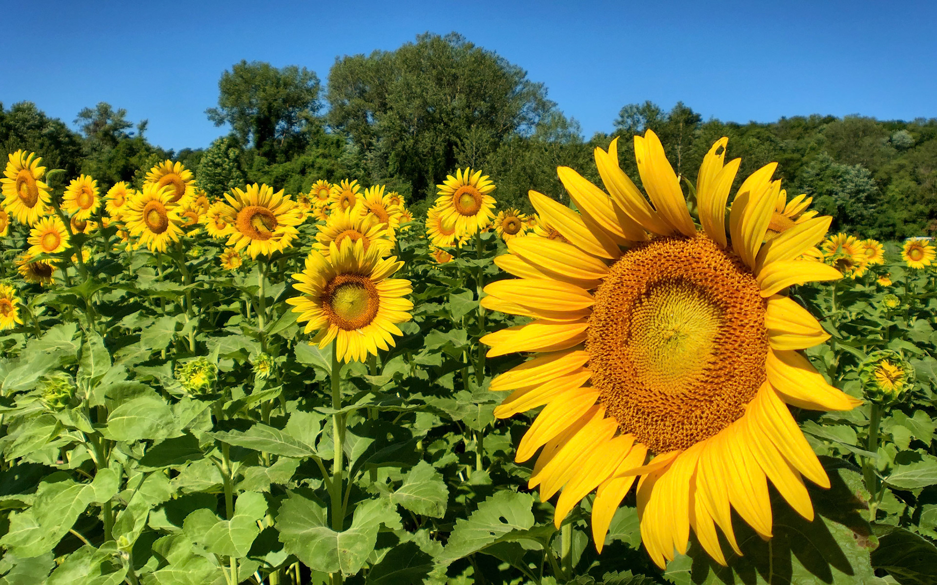 Sunflowers, Columbia Bottoms, St Louis