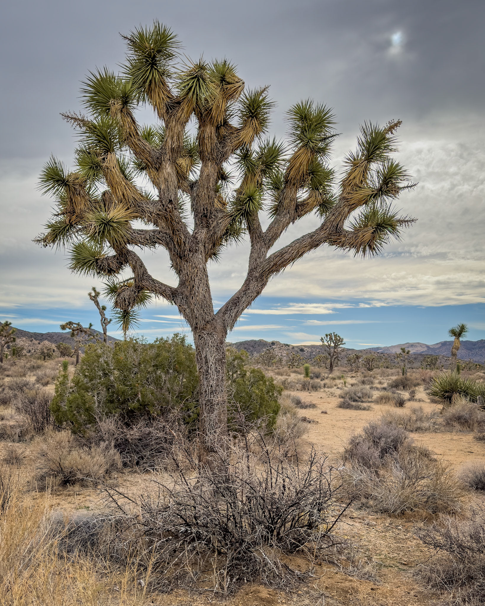Lone Joshua Tree (color); Joshua Tree National Park