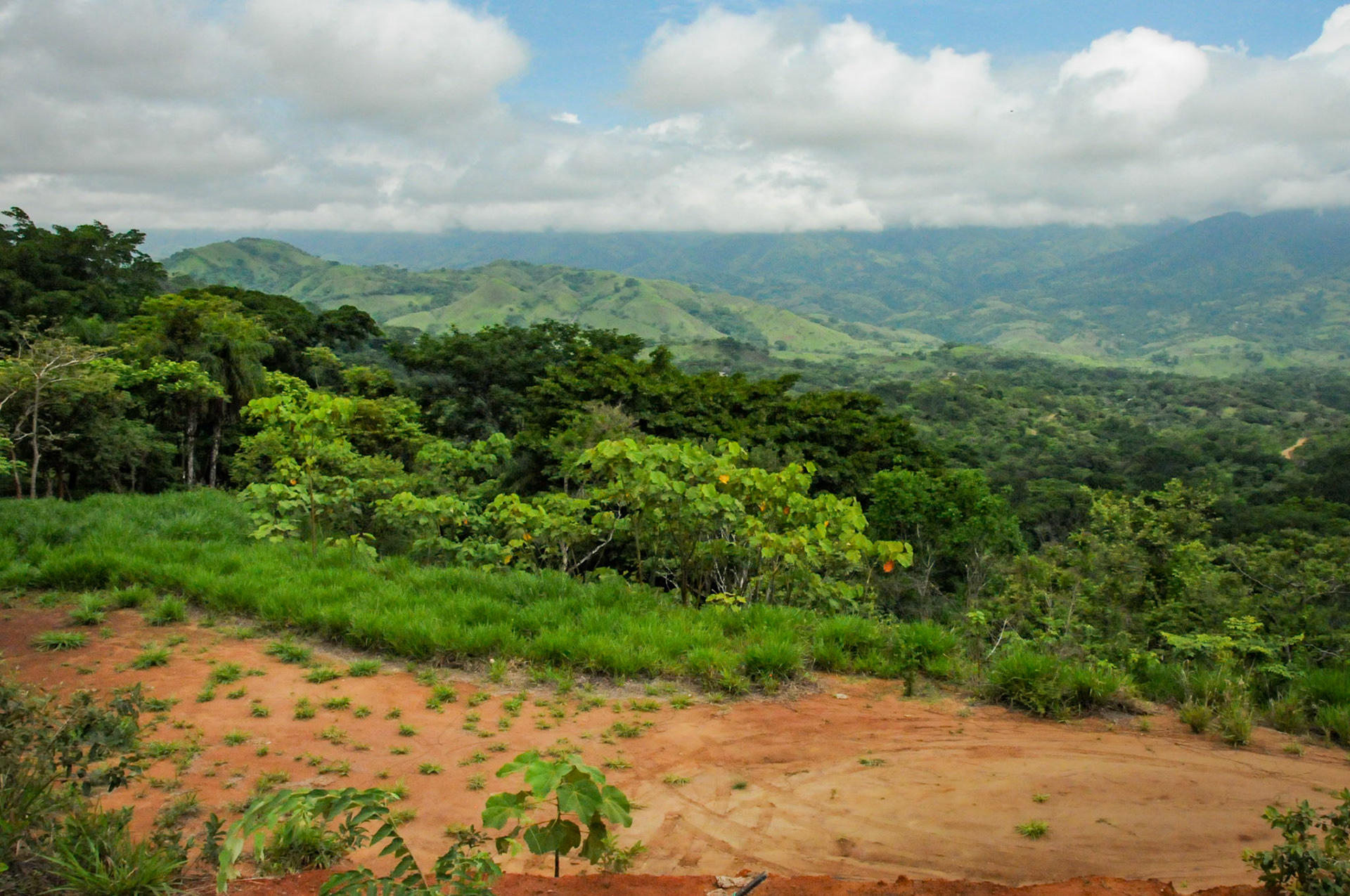 Rain Forest
