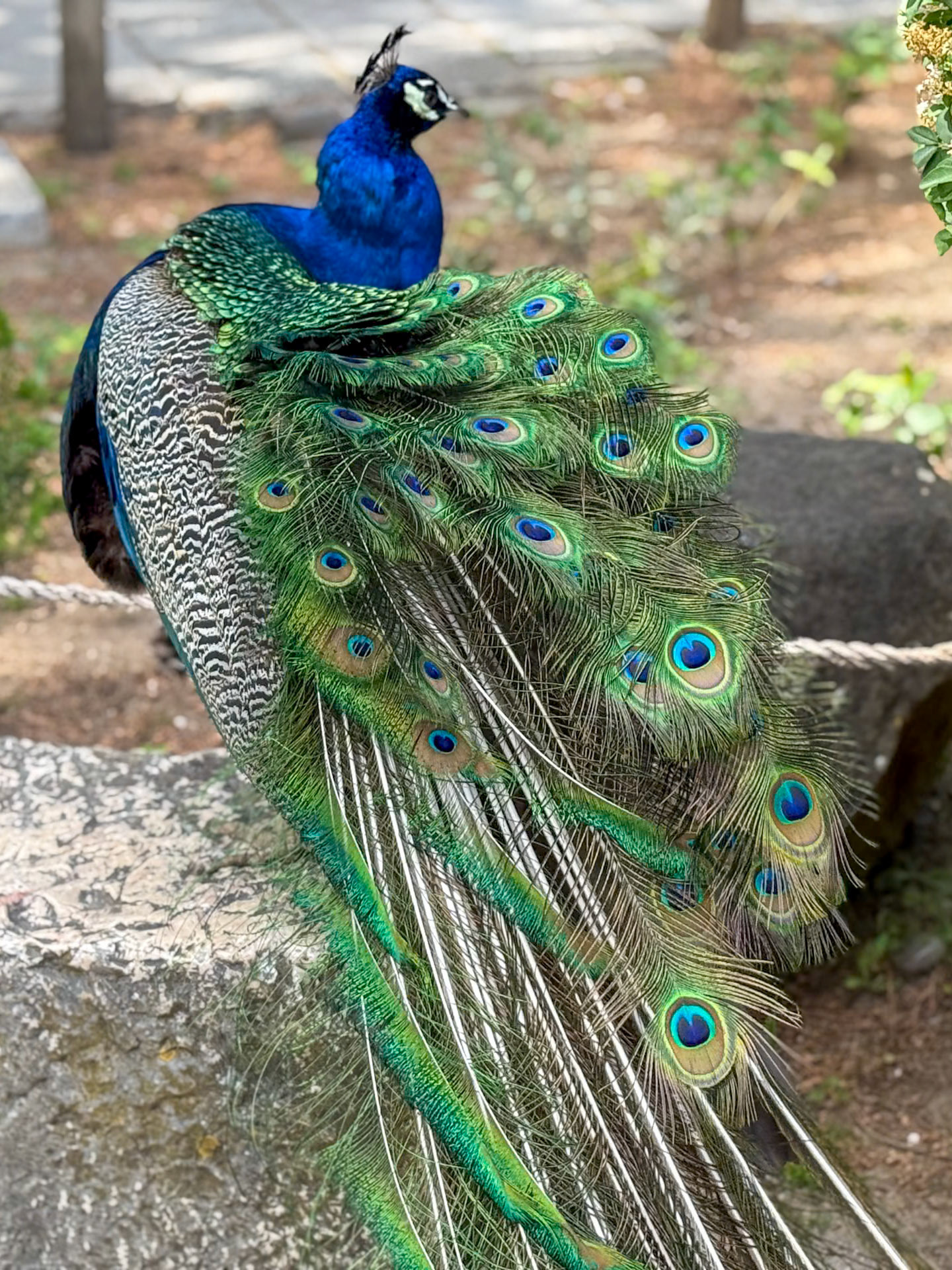 Castelo de São Jorge Peacock