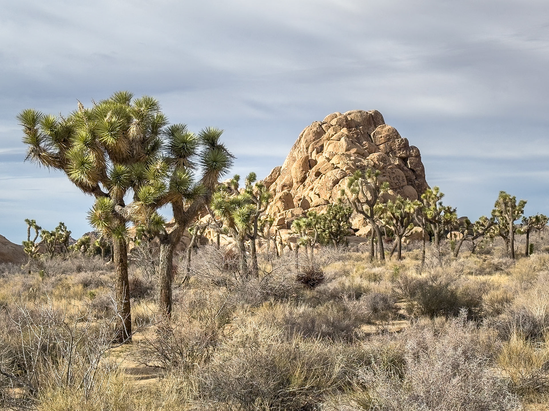 Joshua Trees in the Desert; Joshua Tree National Park