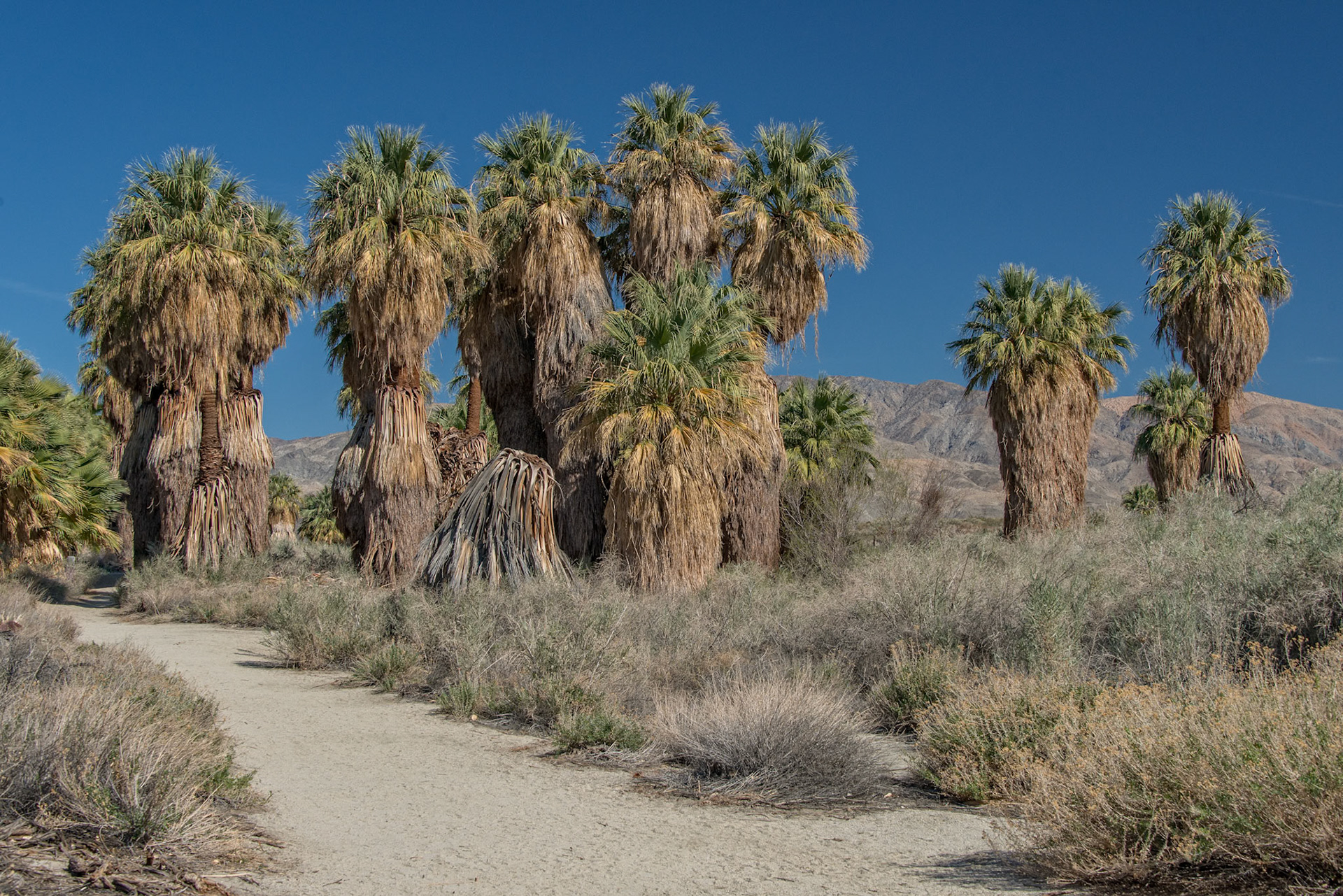 Pathway to the Palm Trees
