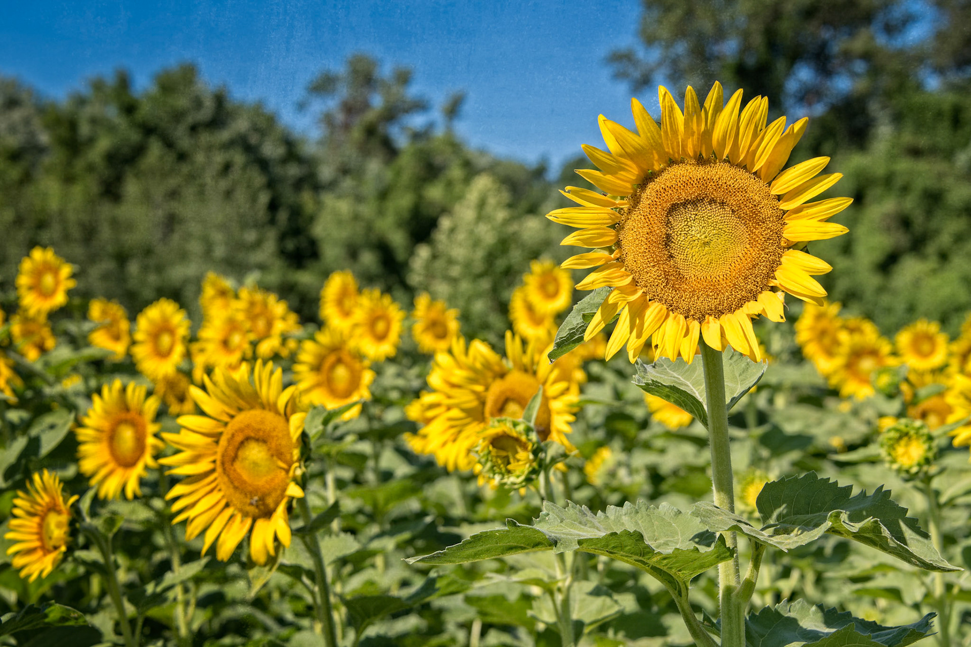 Sunflowers, Columbia Bottoms, St Louis