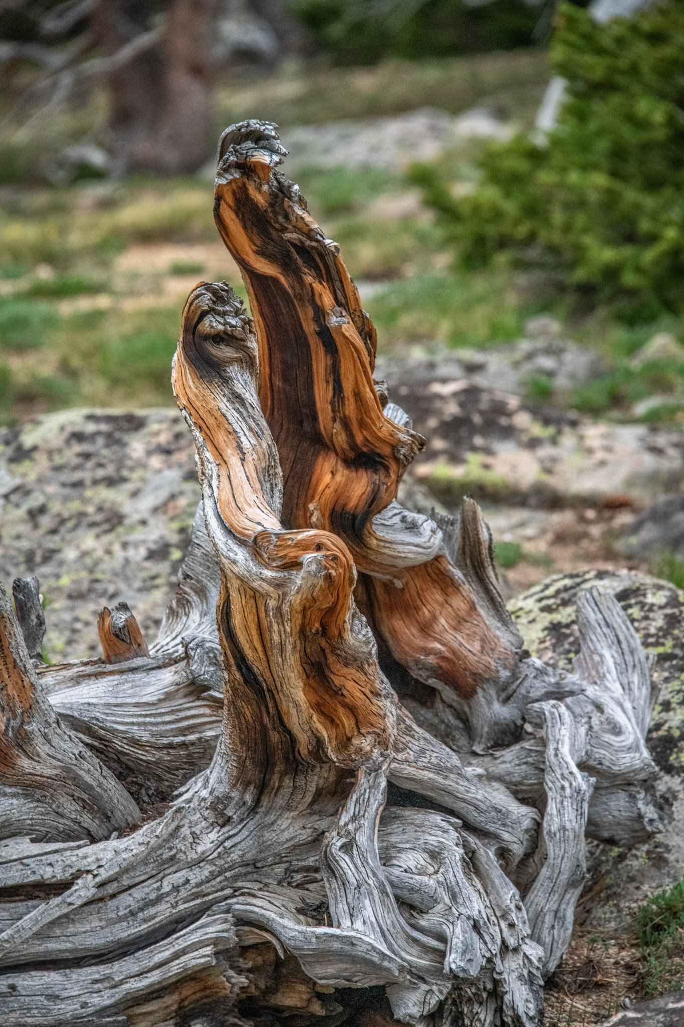 Mount Evans