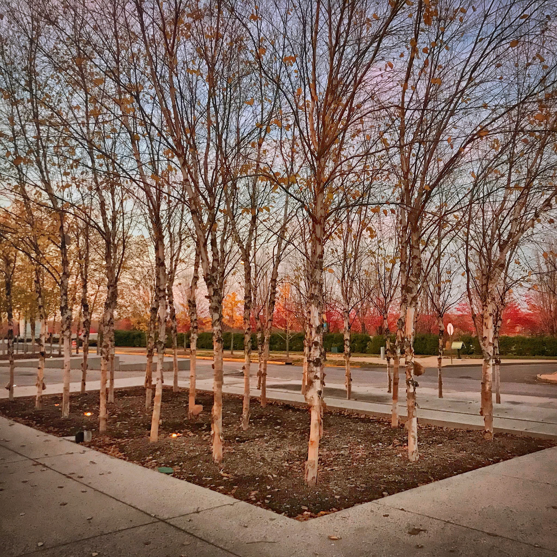 Fall in front of the St Louis Art Museum