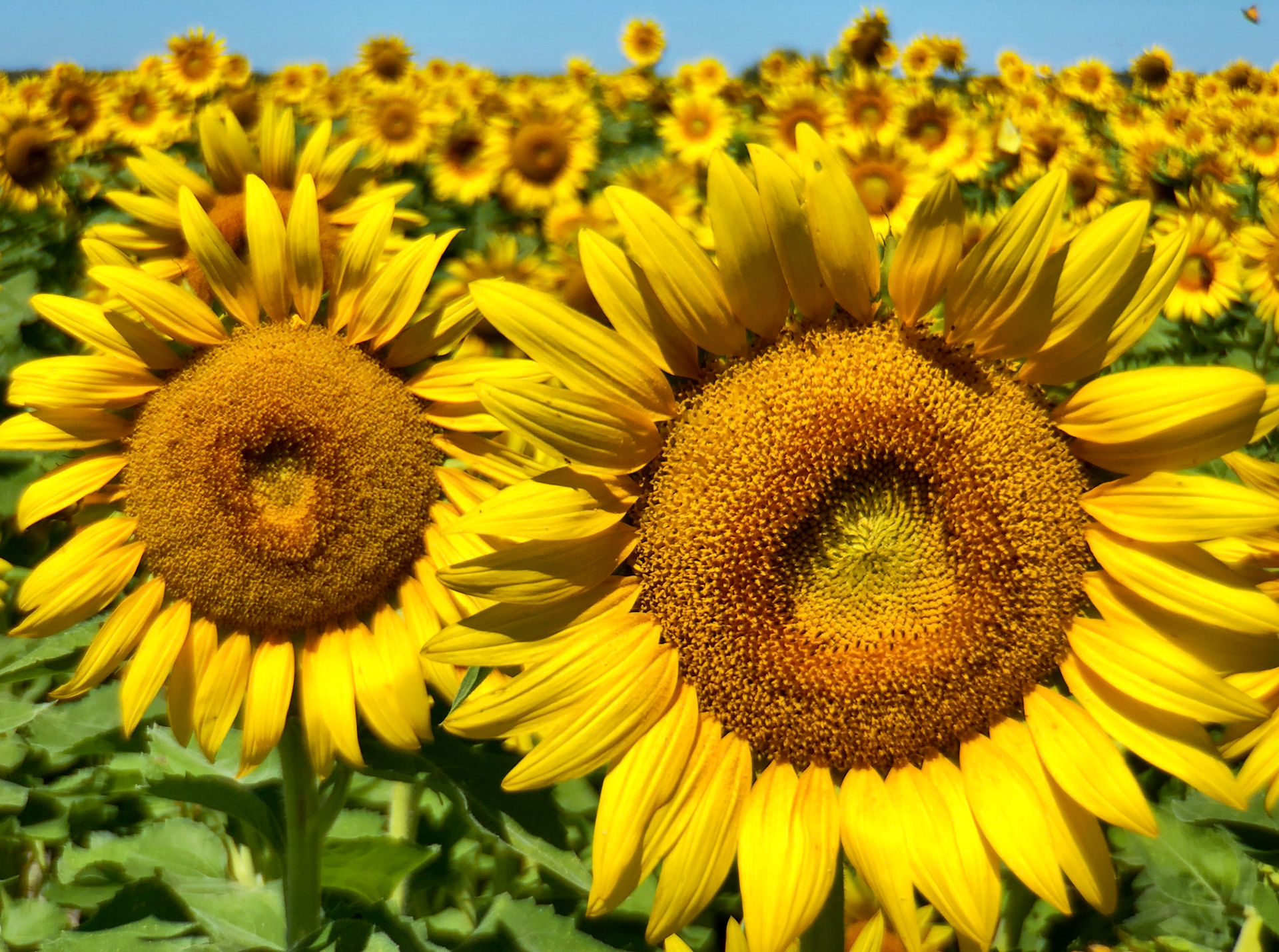 Sunflowers, Columbia Bottoms, St Louis
