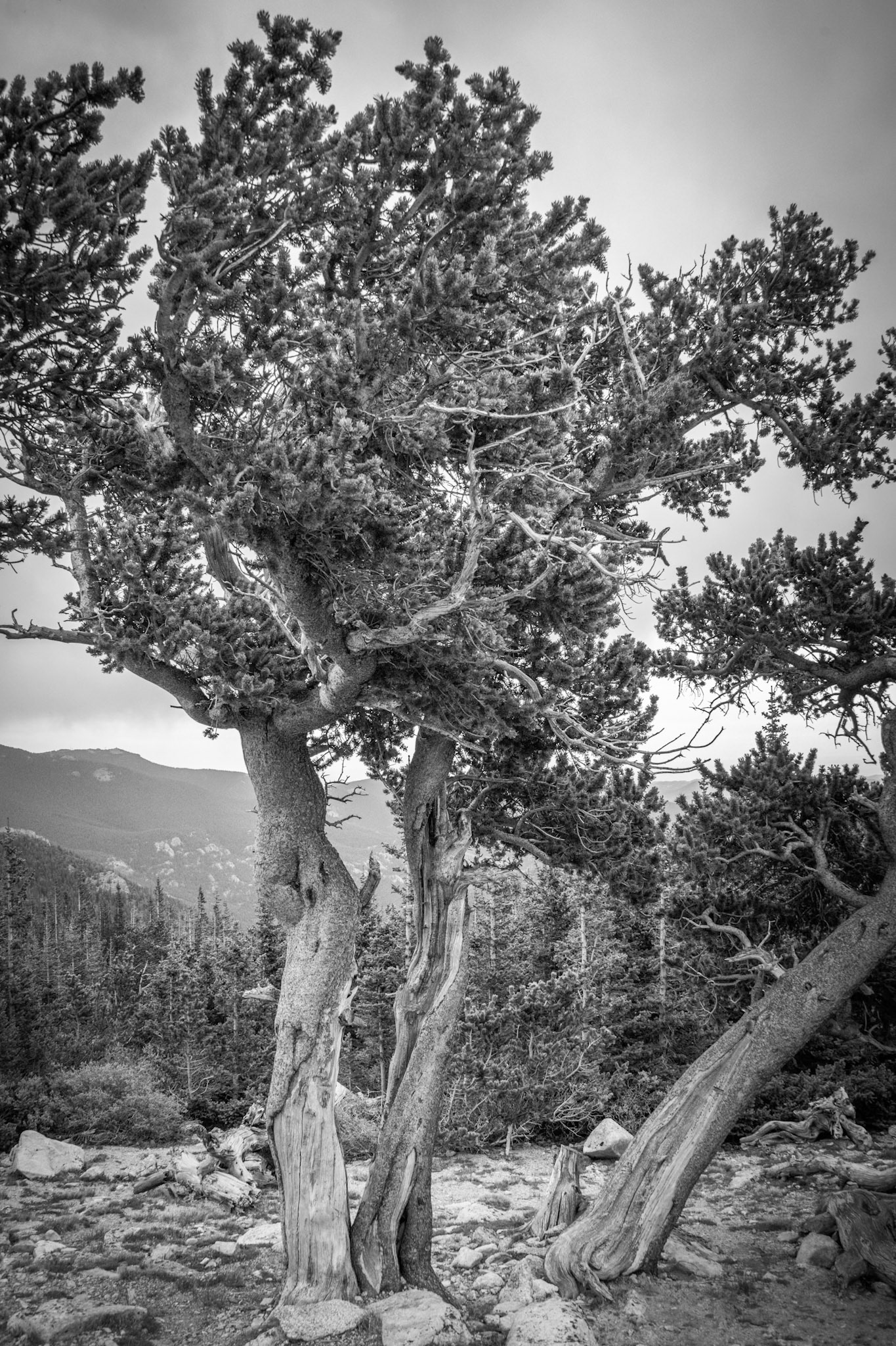 Mount Evans