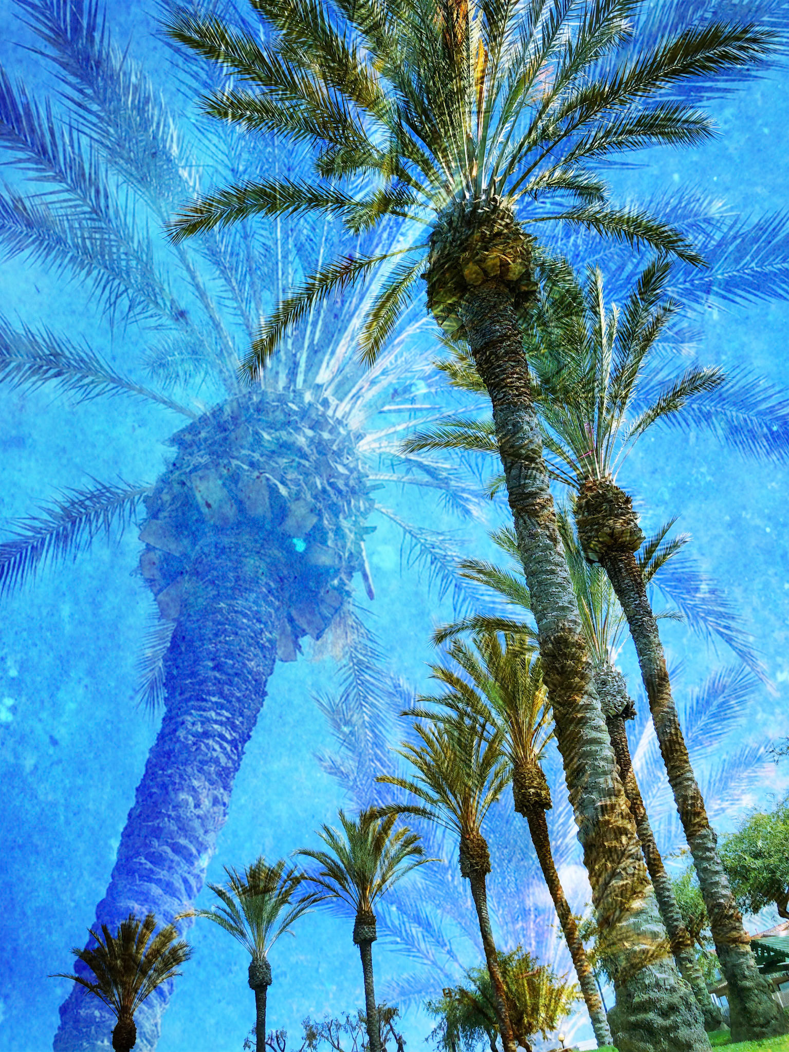 Dreamy Palm Trees
