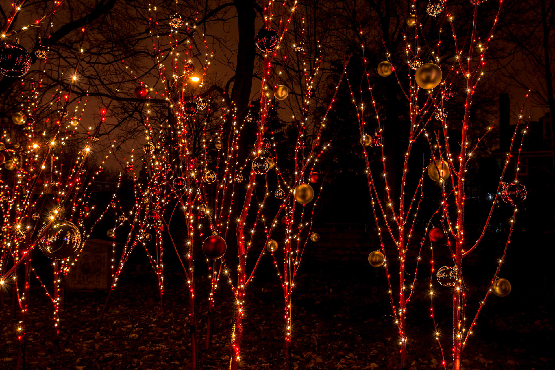 Garden Glow at MOBOT