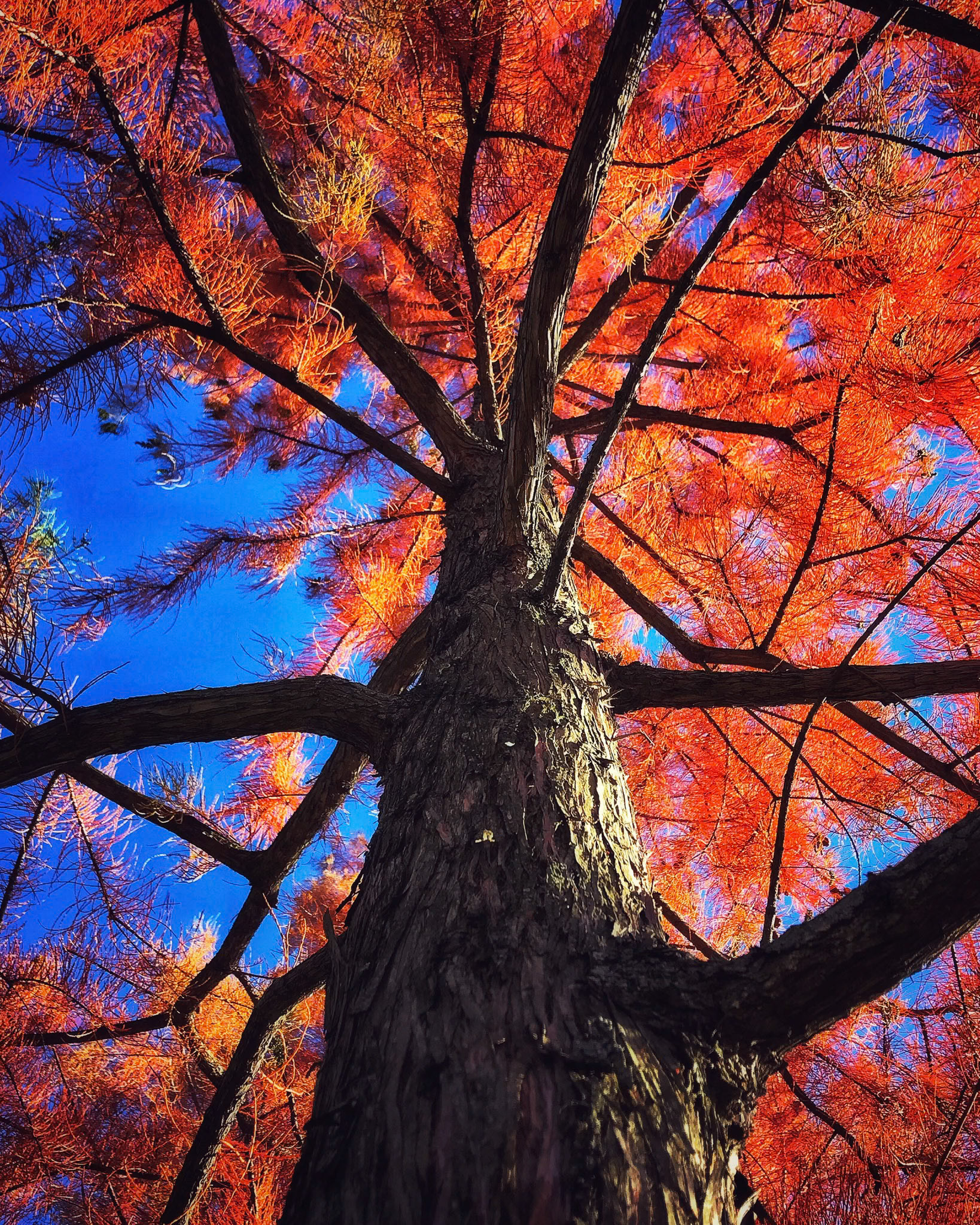 Fall Colors