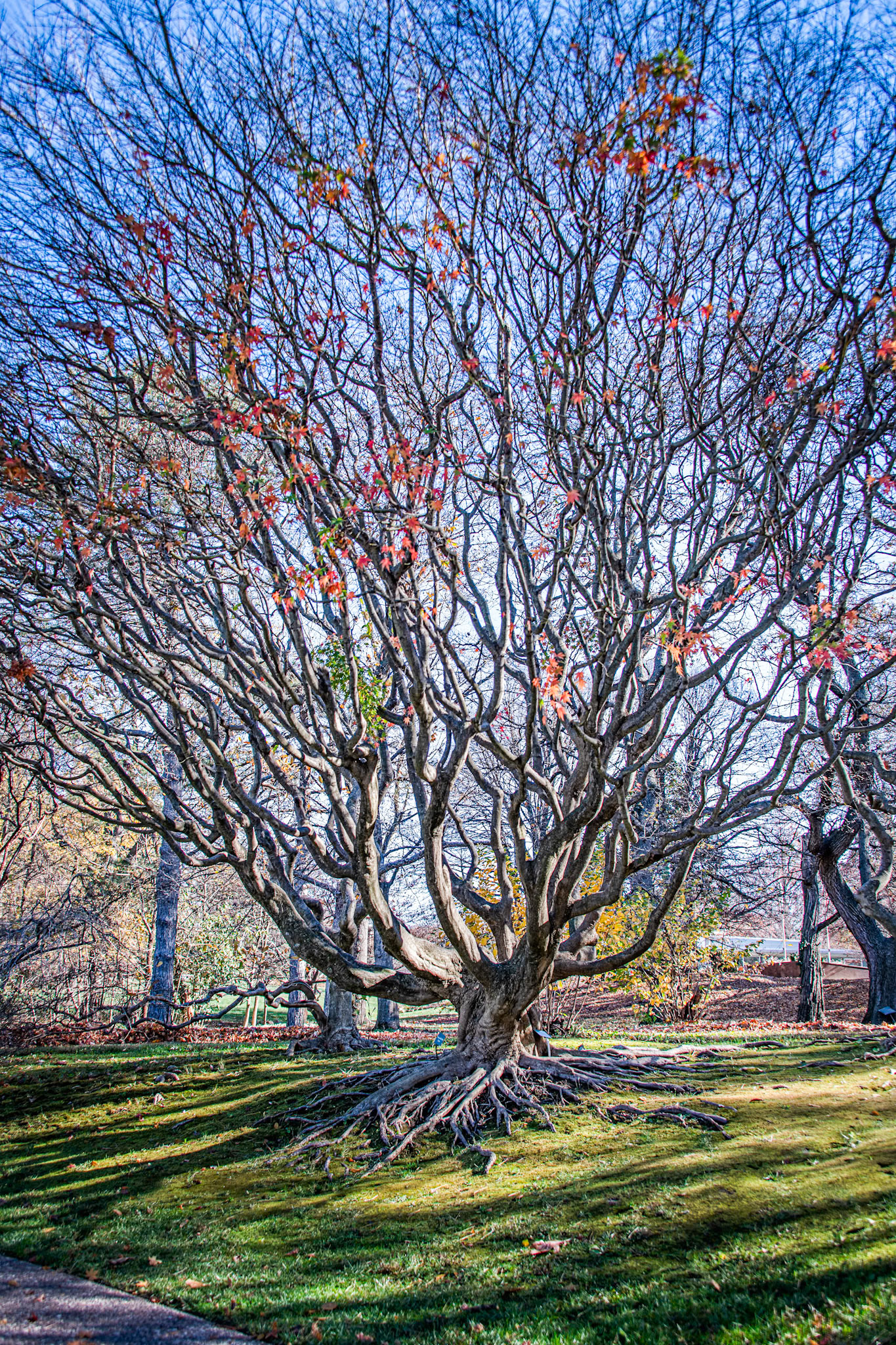 Trees at MOBOT