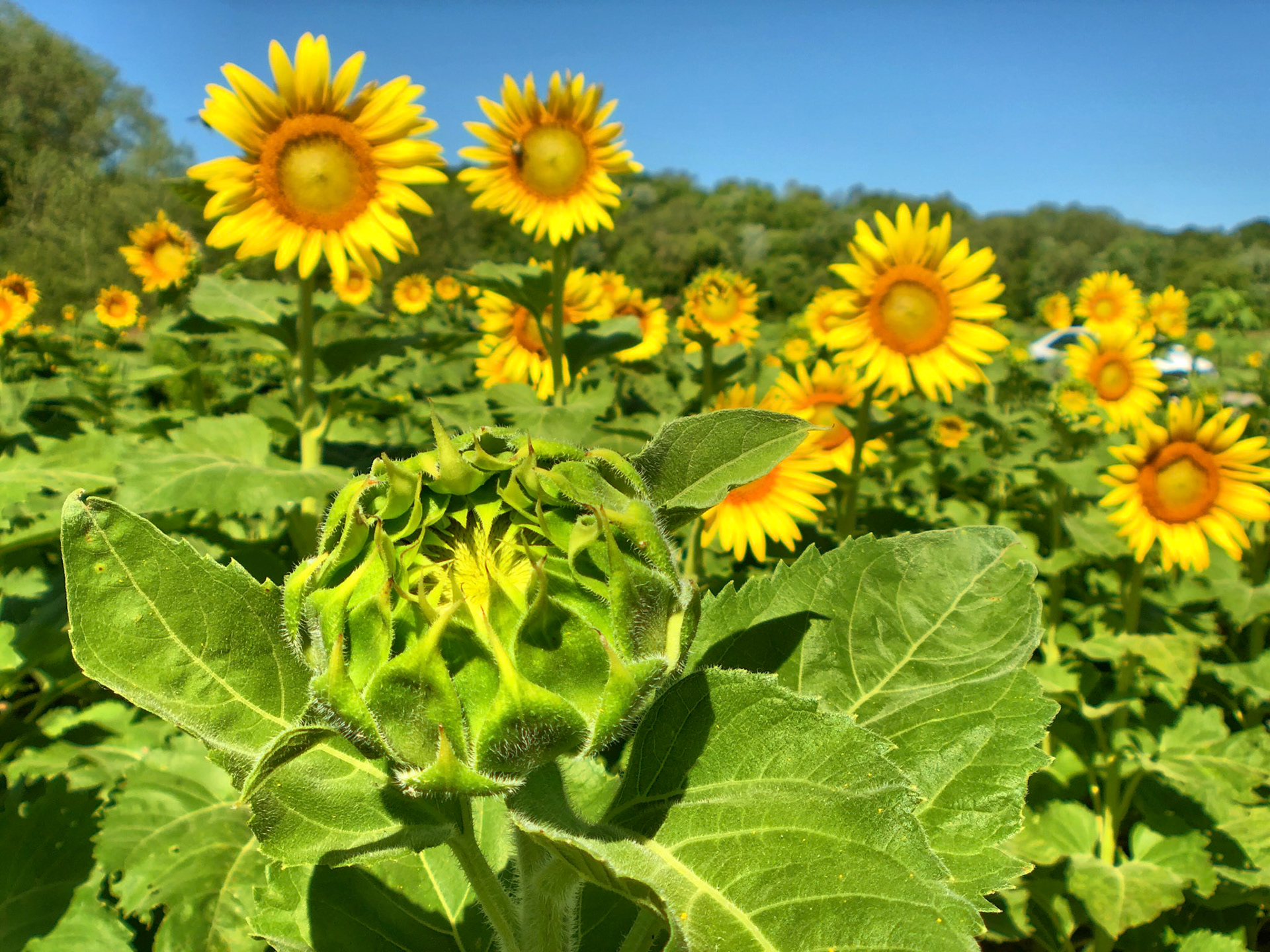 Sunflowers, Columbia Bottoms, St Louis