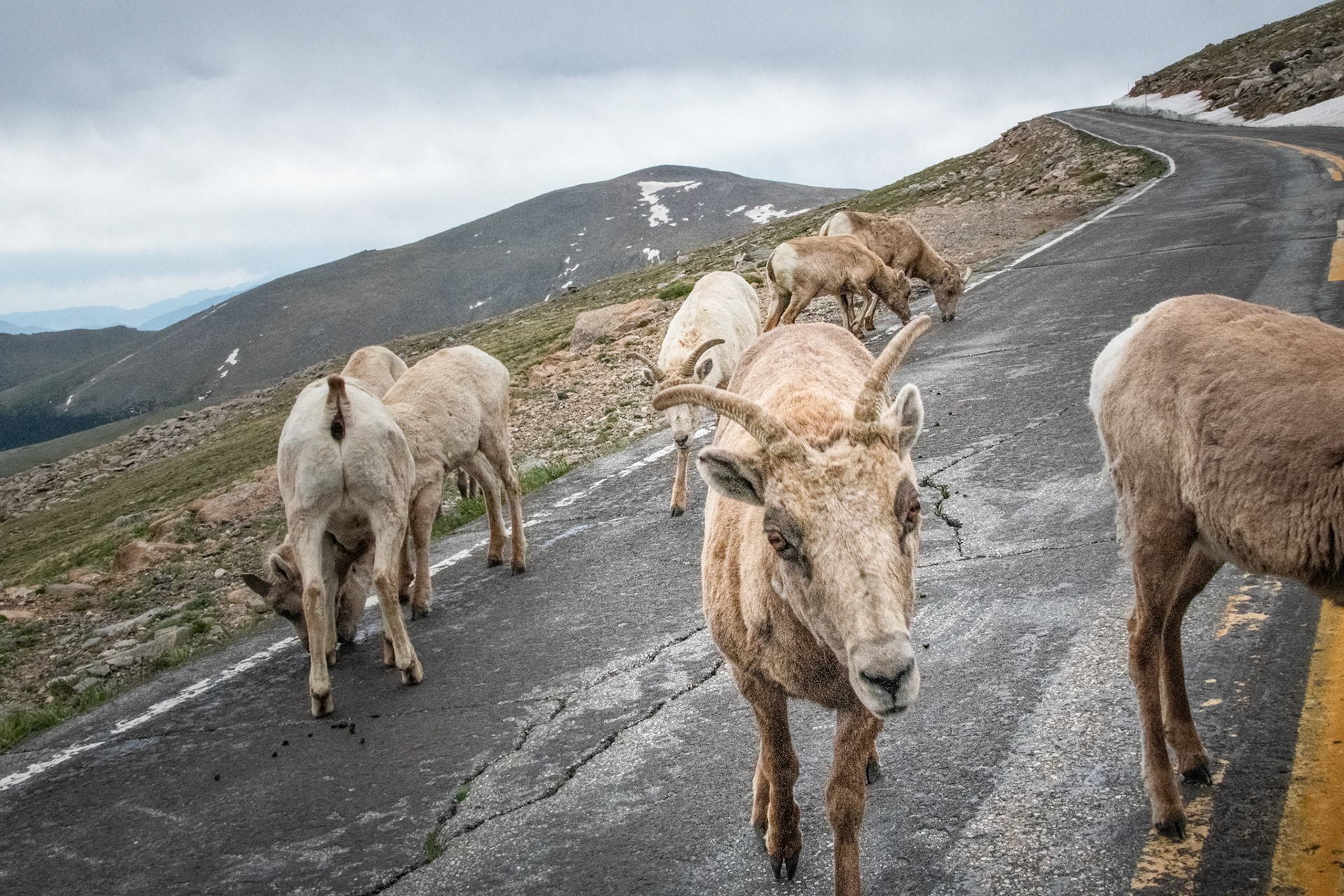 Mount Evans