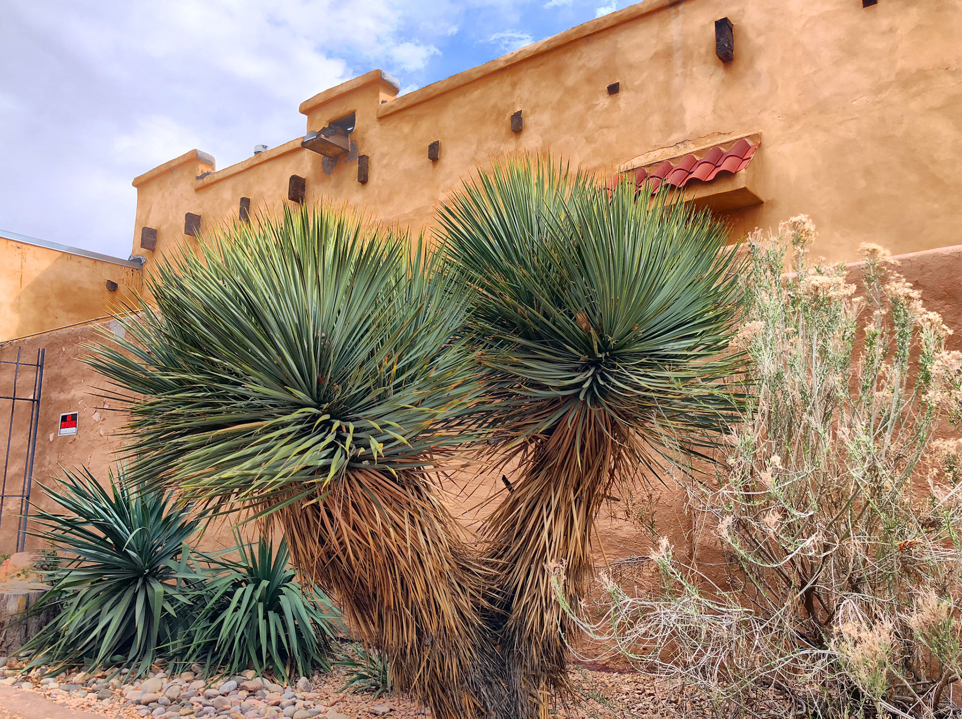 Albuquerque, NM