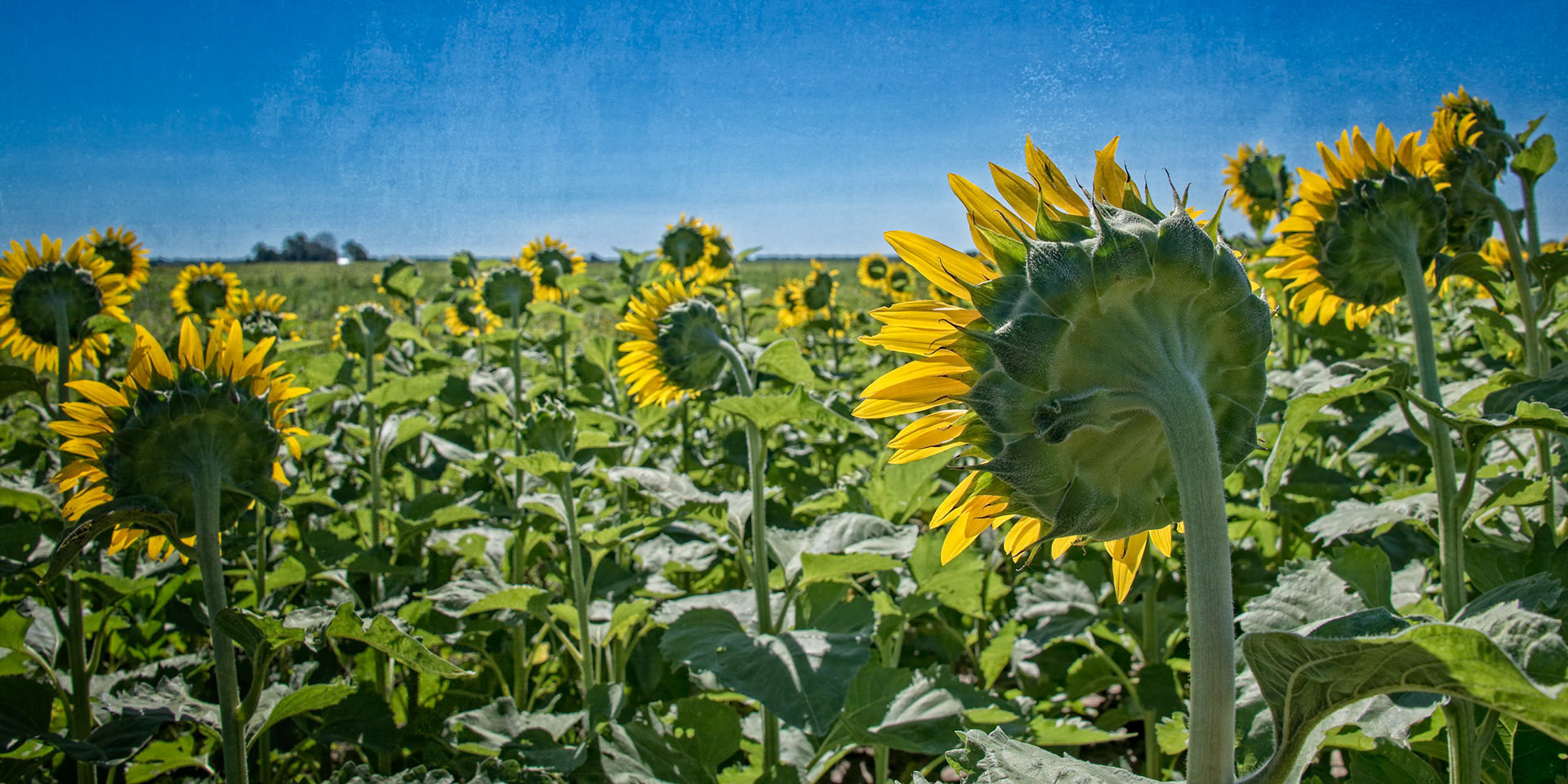 Sunflowers, Columbia Bottoms, St Louis