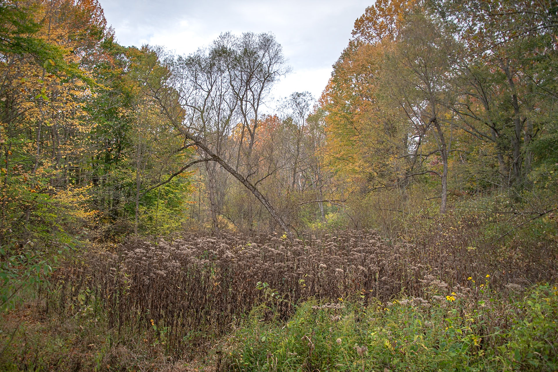 Hiking in South Haven, Michigan #1820