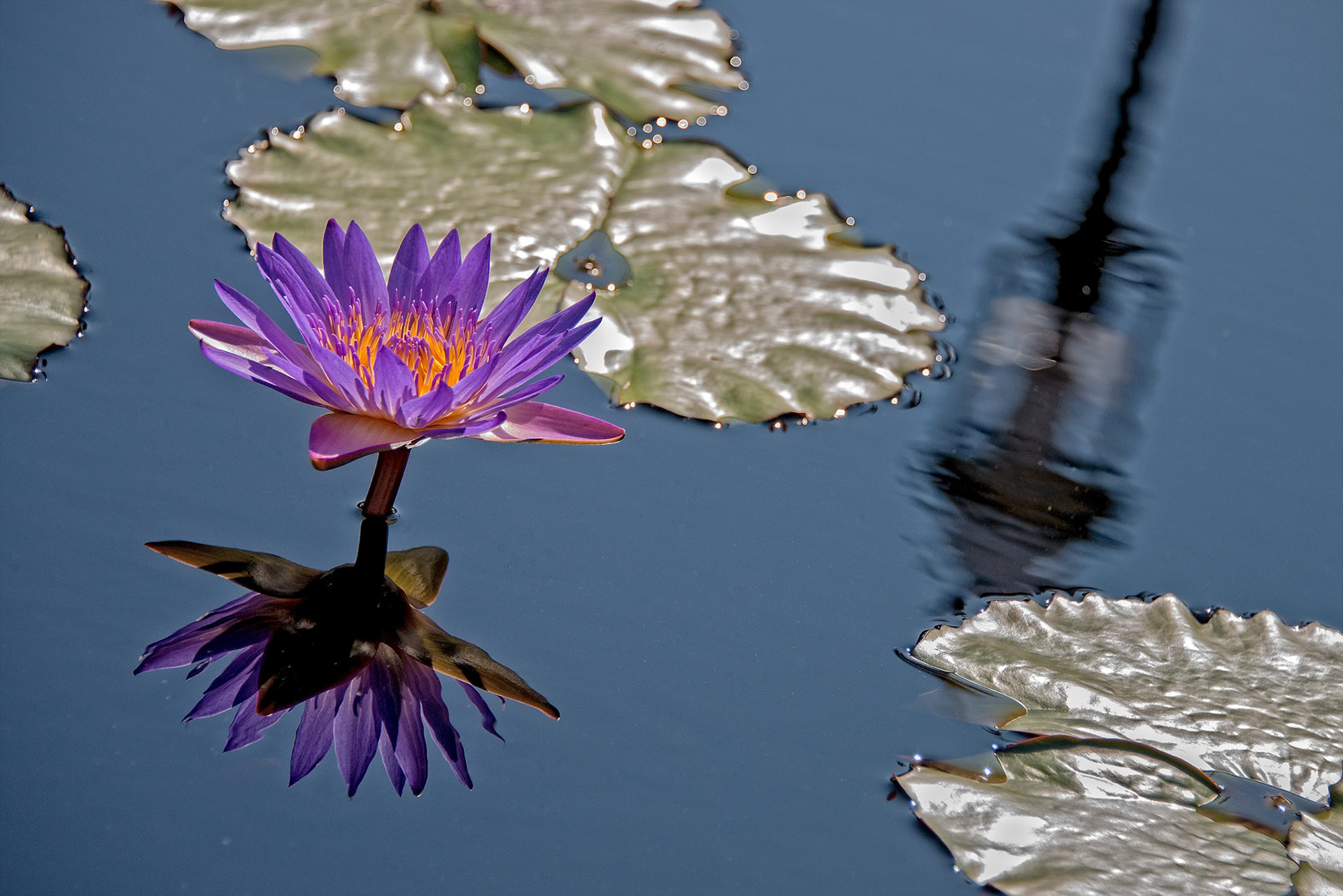 Water Lilies
