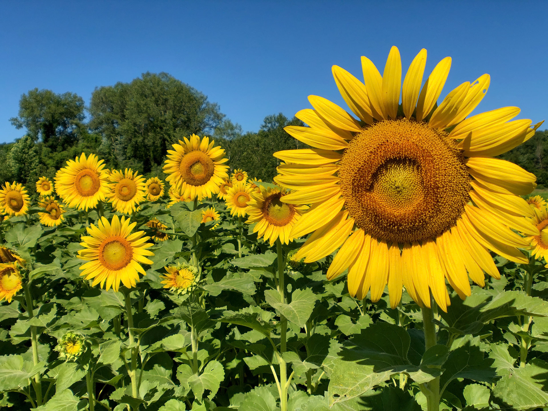 Sunflowers, Columbia Bottoms, St Louis