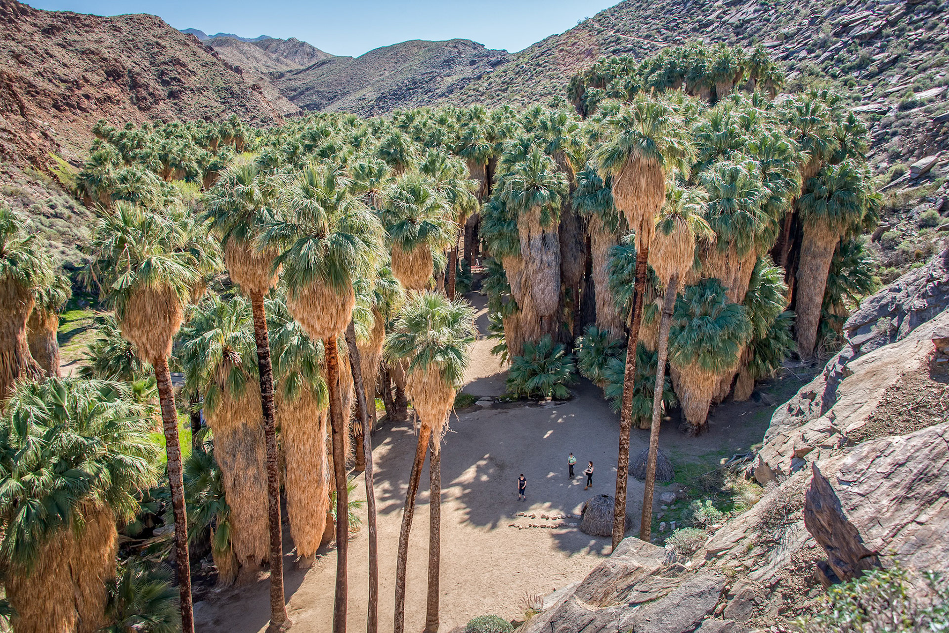 Giant Palms in a Desert Oasis; The Agua Caliente Indian Reservation