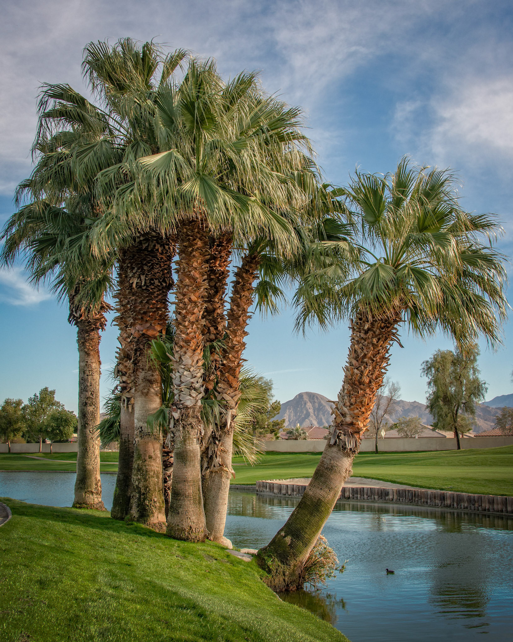 Palm Trees Overlooking the Pond (color)
