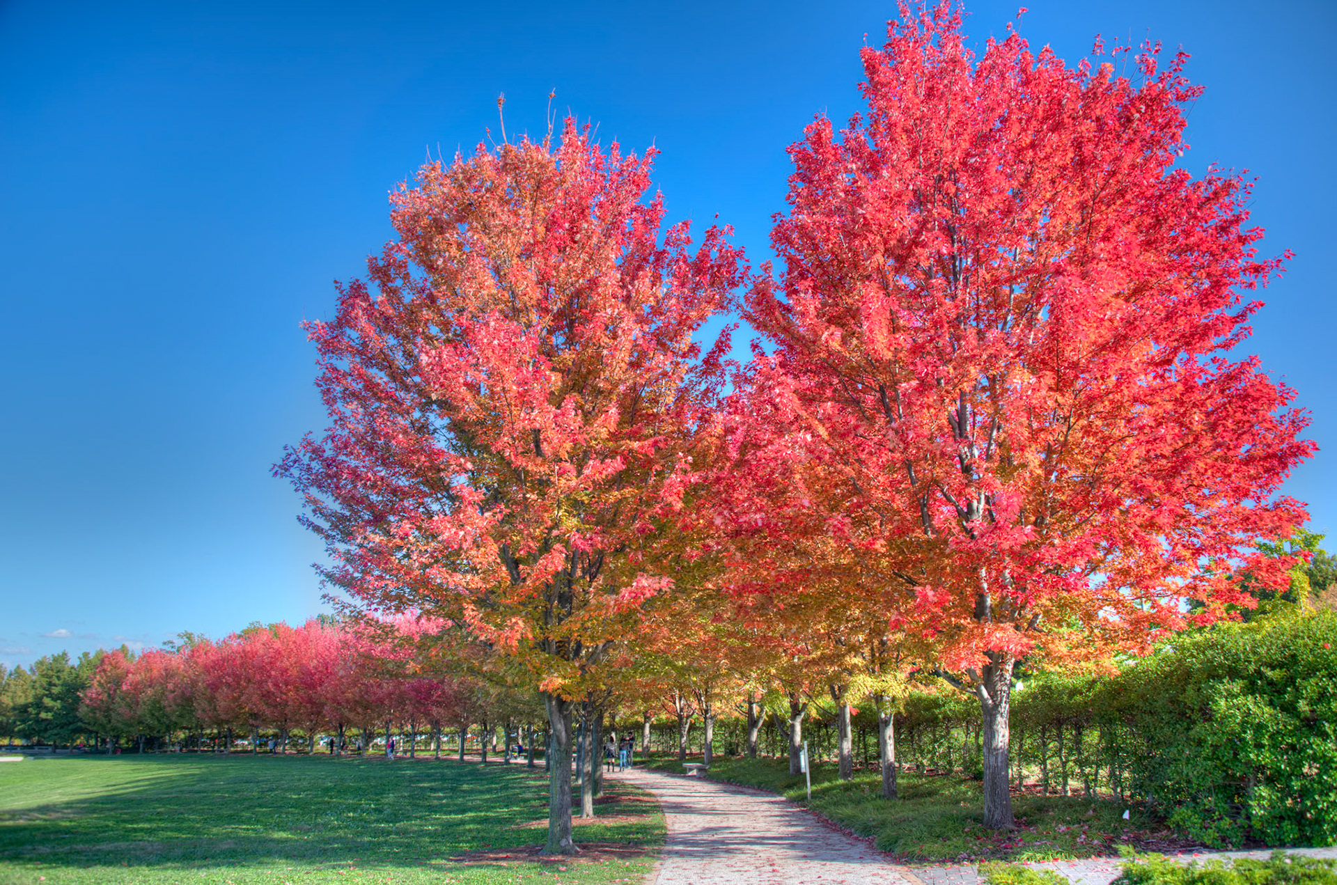 Fall in Forest Park