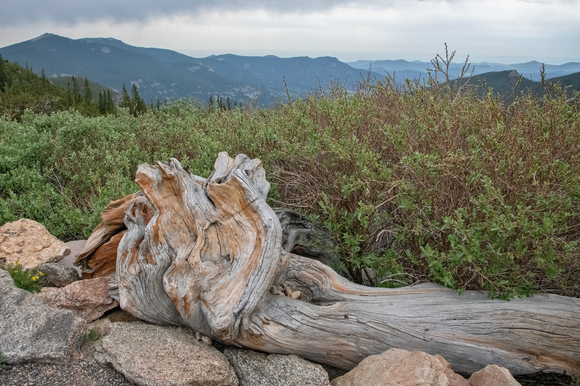 Mount Evans