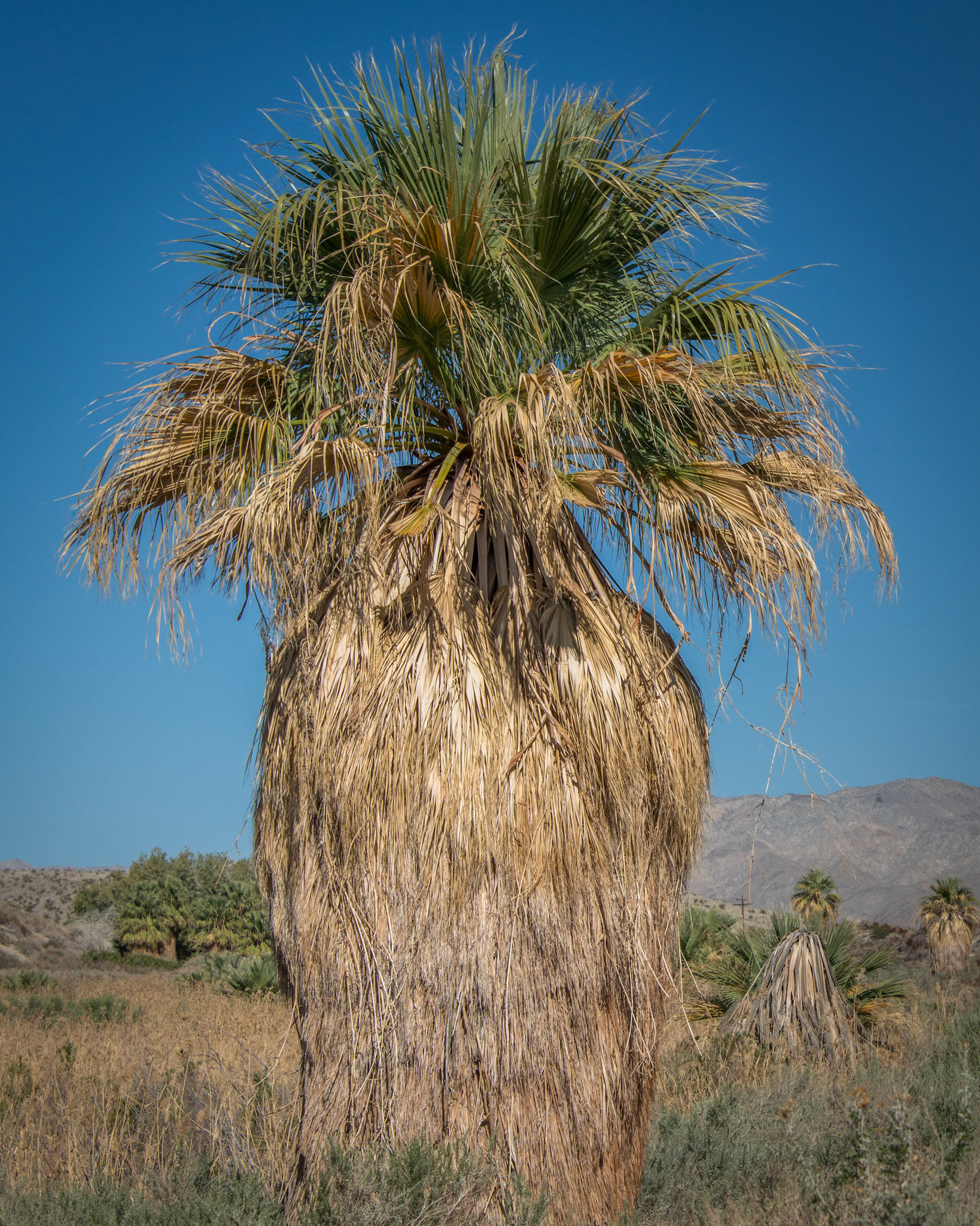Giant Palm Tree (color)
