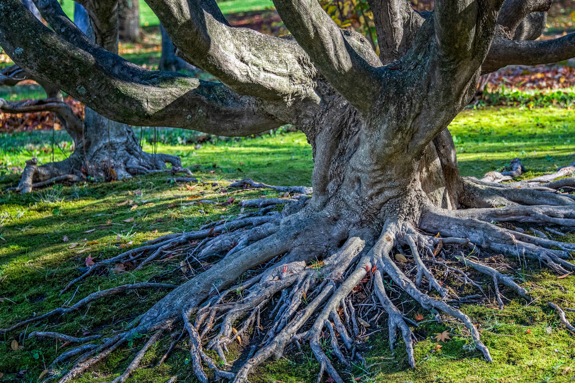 Trees at MOBOT