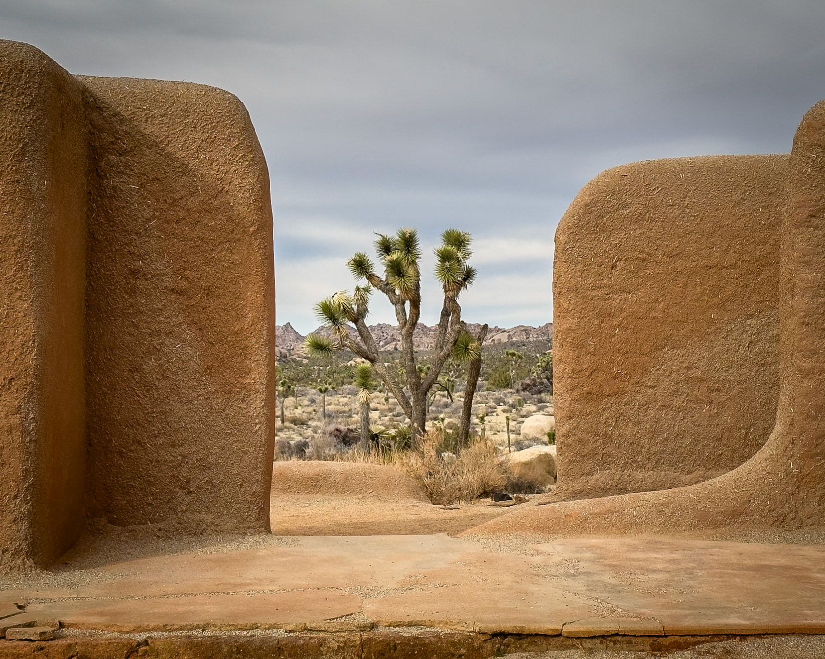 Framing the Joshua Tree