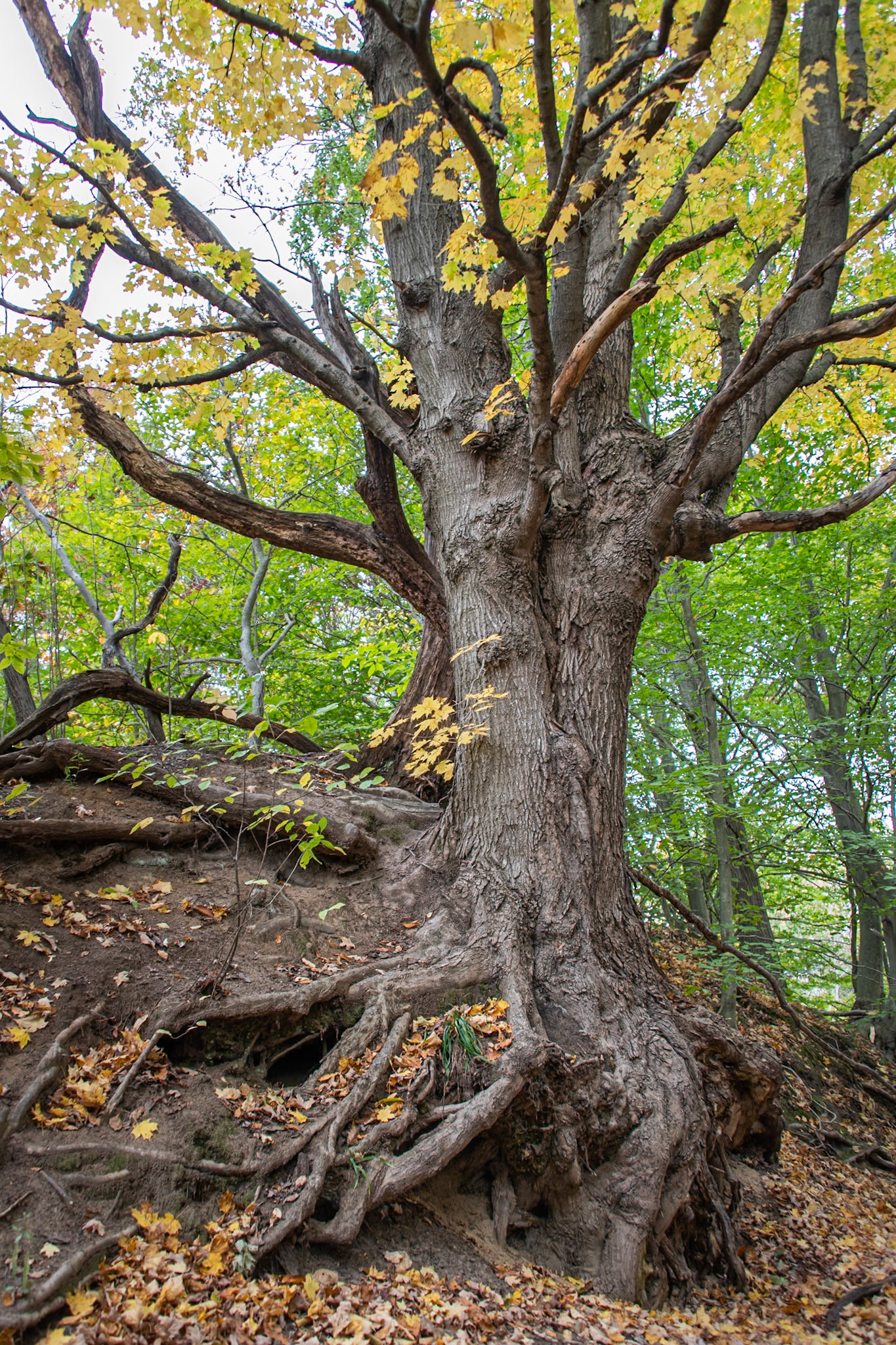 Hiking in South Haven, Michigan #1827