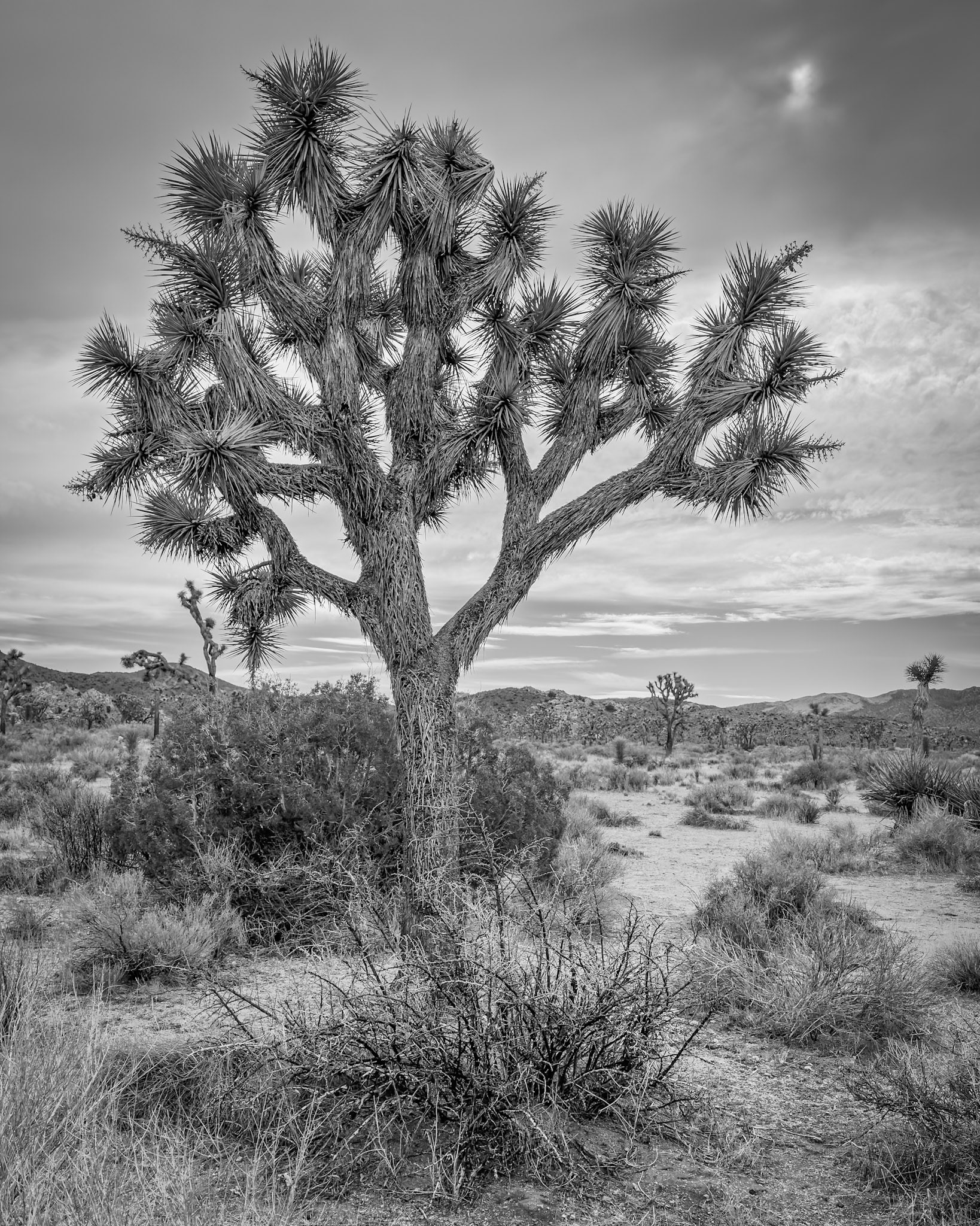Lone Joshua Tree (B&amp;W); Joshua Tree National Park