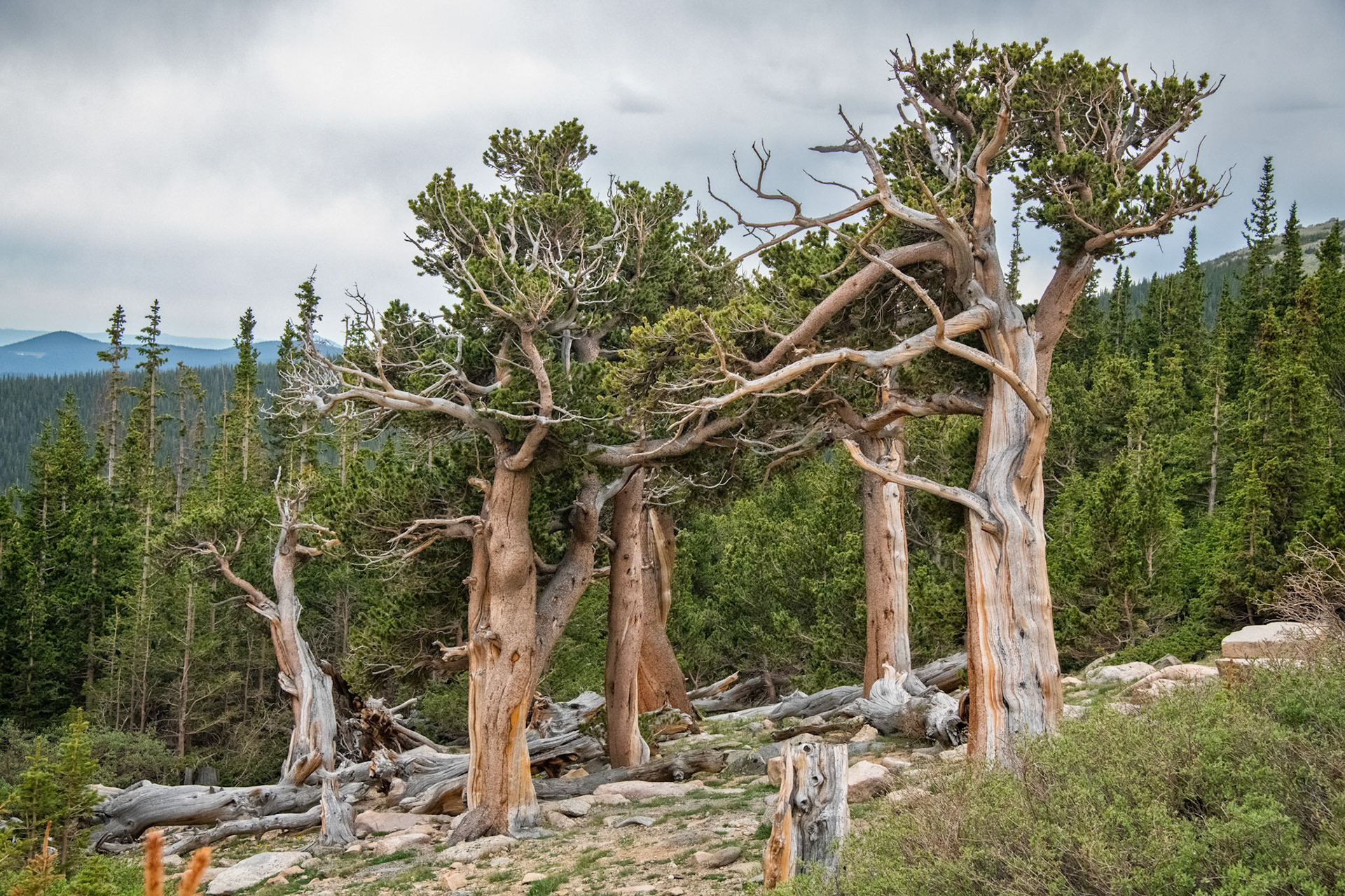 Mount Evans