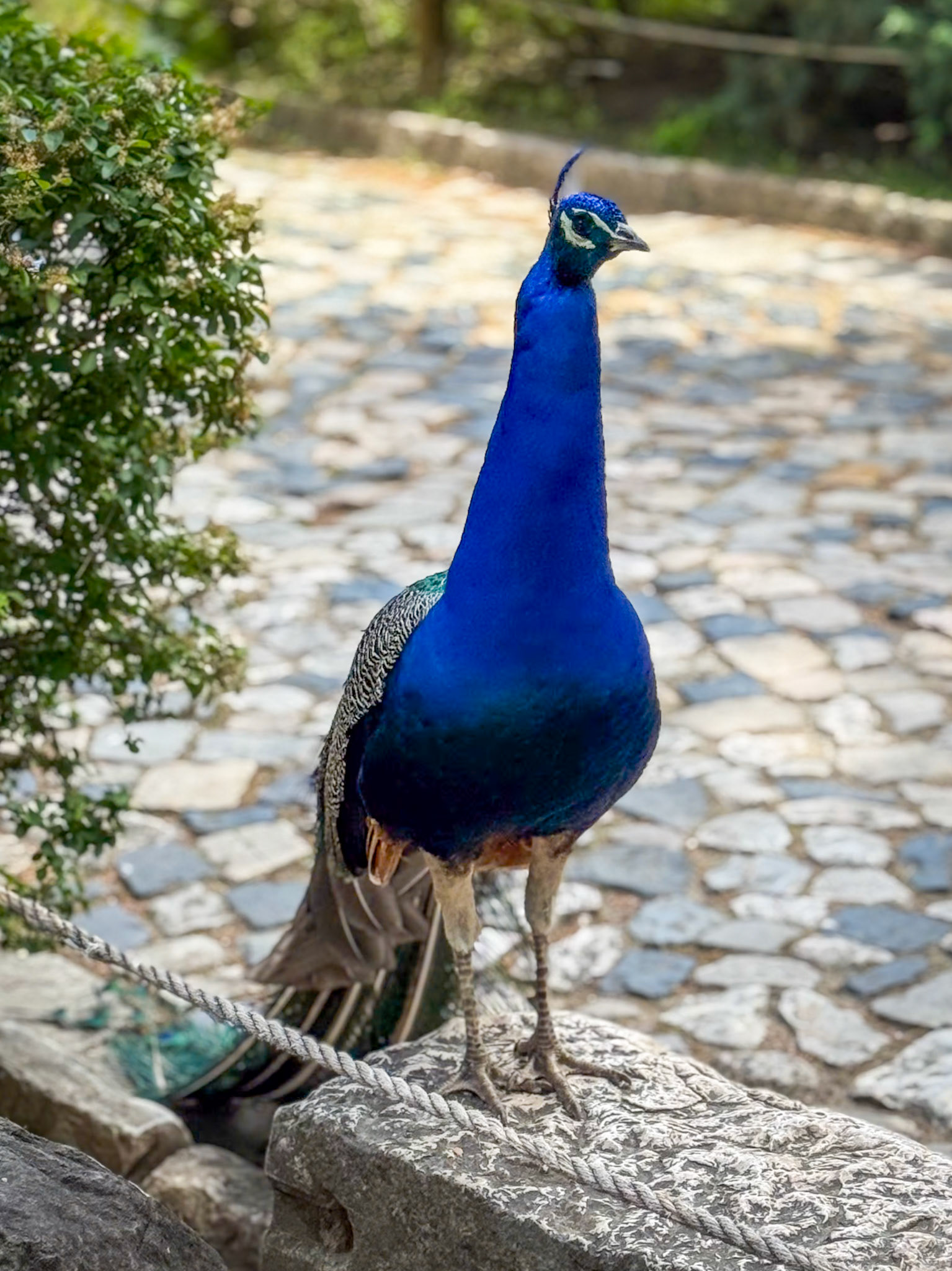 Castelo de São Jorge Peacock