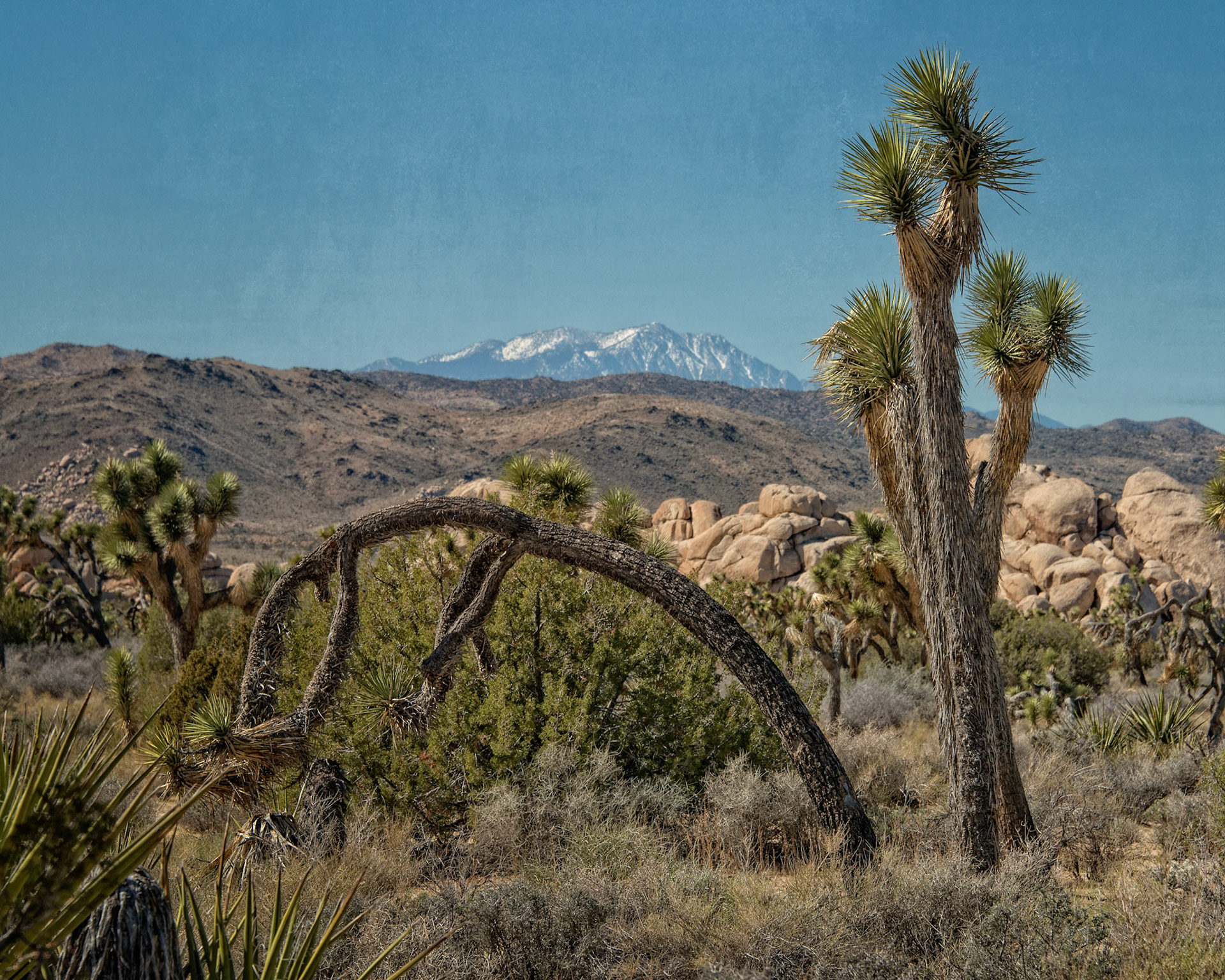 Leaning Joshua Tree; Joshua Tree National Park