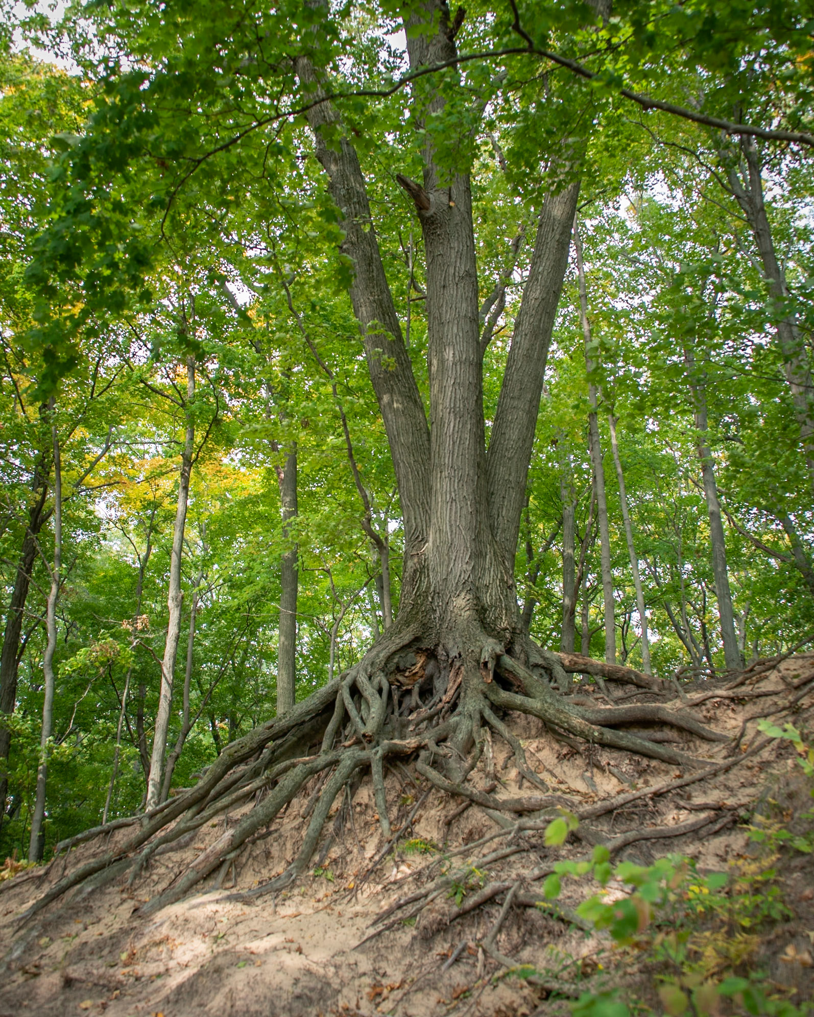 Saugatuck, Michigan 1050