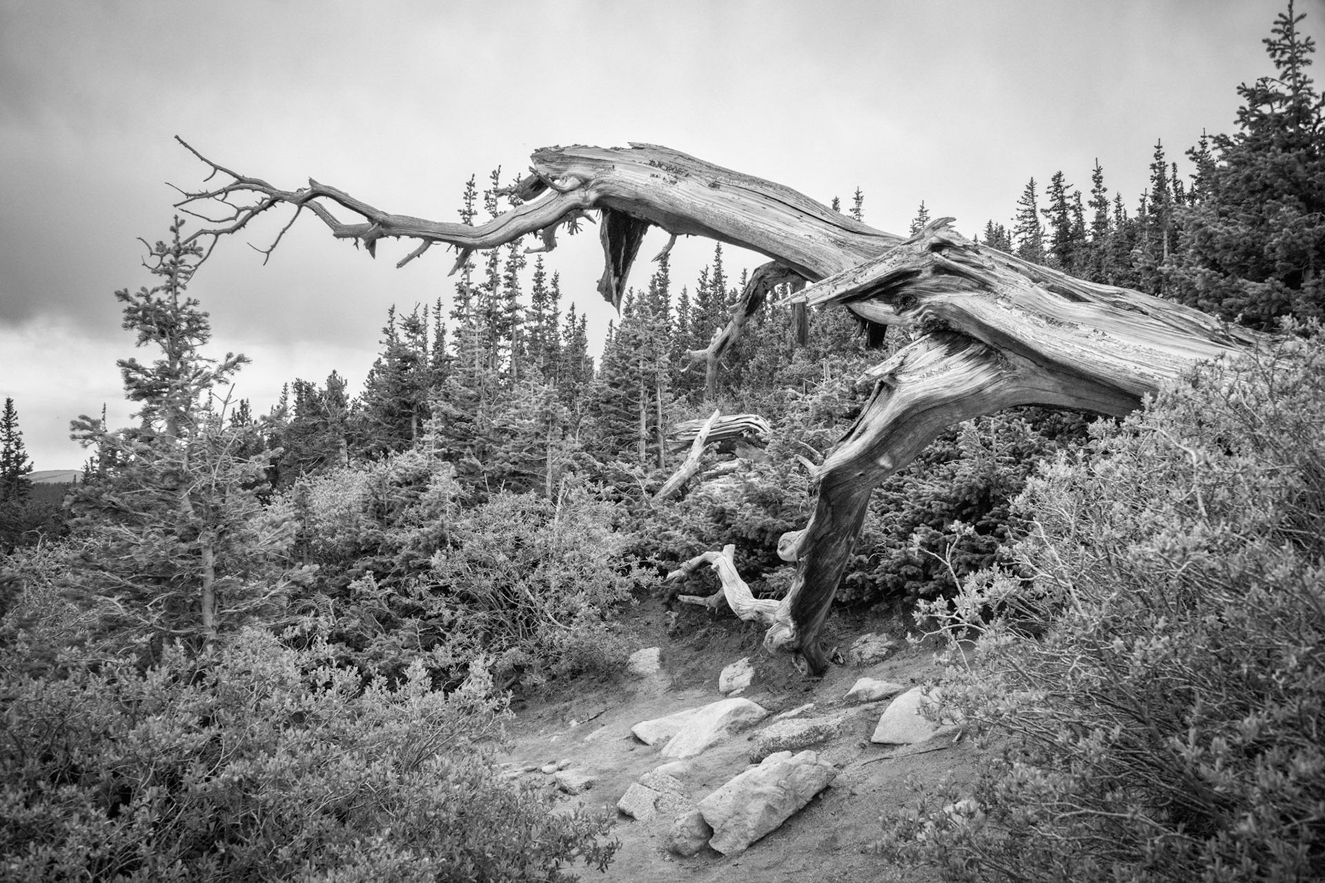 Mount Evans