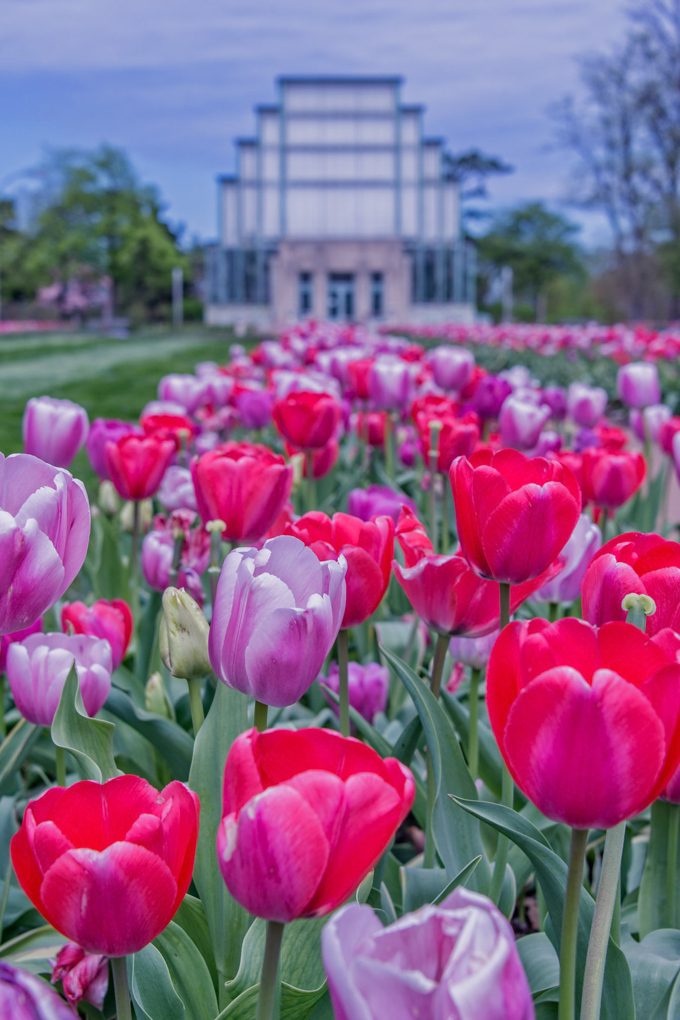 Springtime at the Jewel BoxThe Jewel Box is a display greenhouse in Forest Park, noted for its unconventional, cantilevered, vertical glass walls rising 50 feet high. It hosts special floral shows at Christmas, early Spring, Easter, Mother’s Day, Summer and Fall.