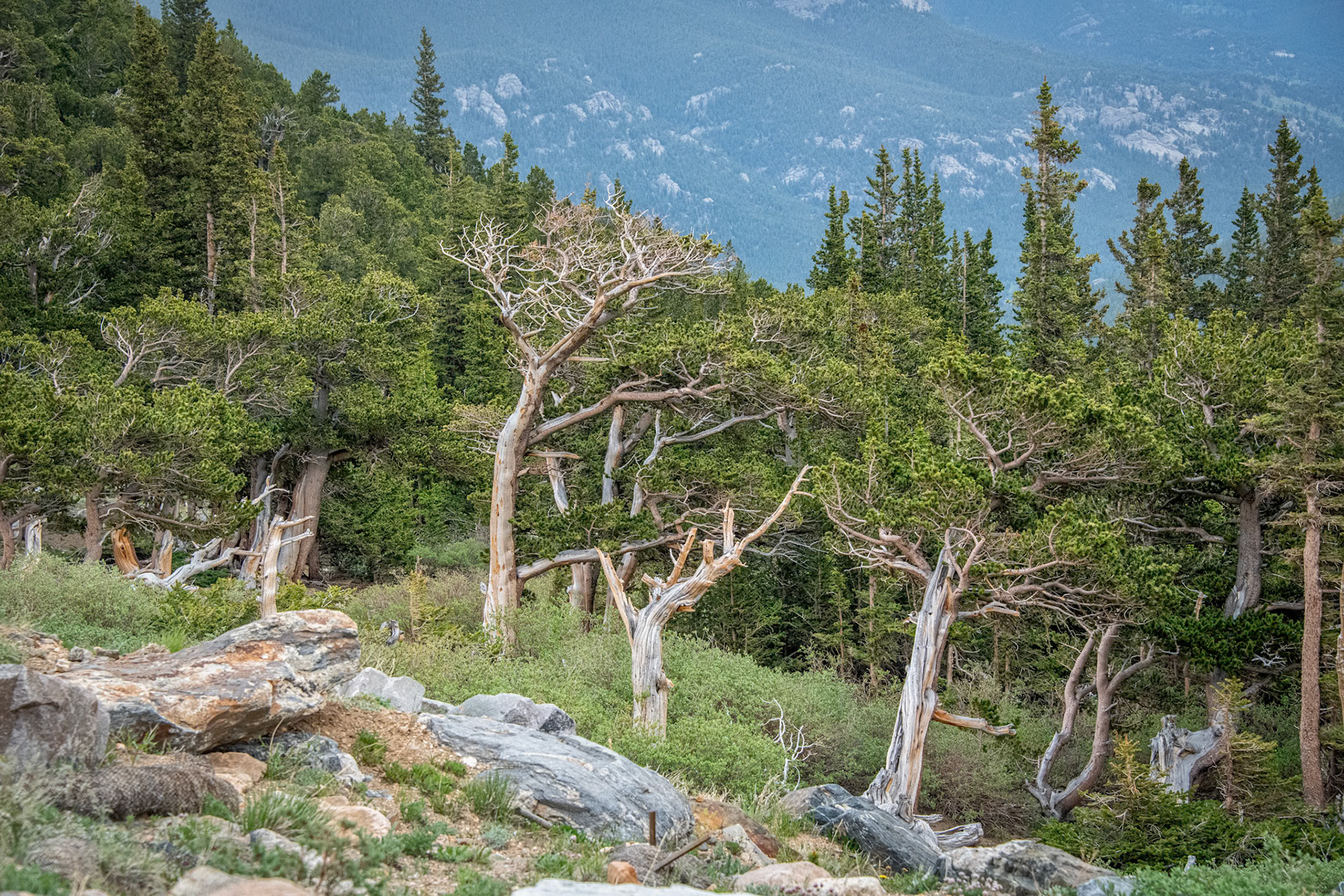 Mount Evans